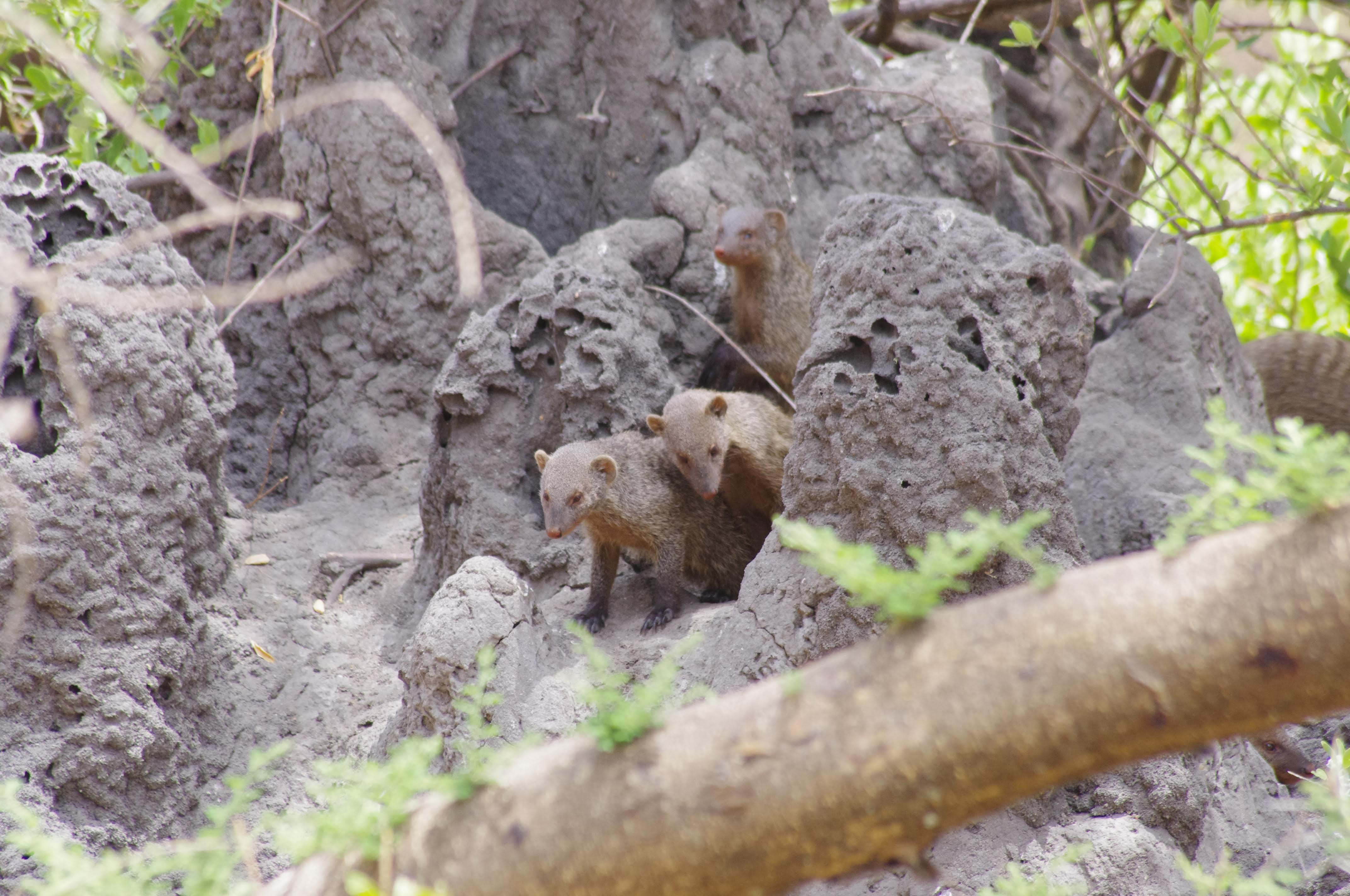 Mangoustes au Tarangire