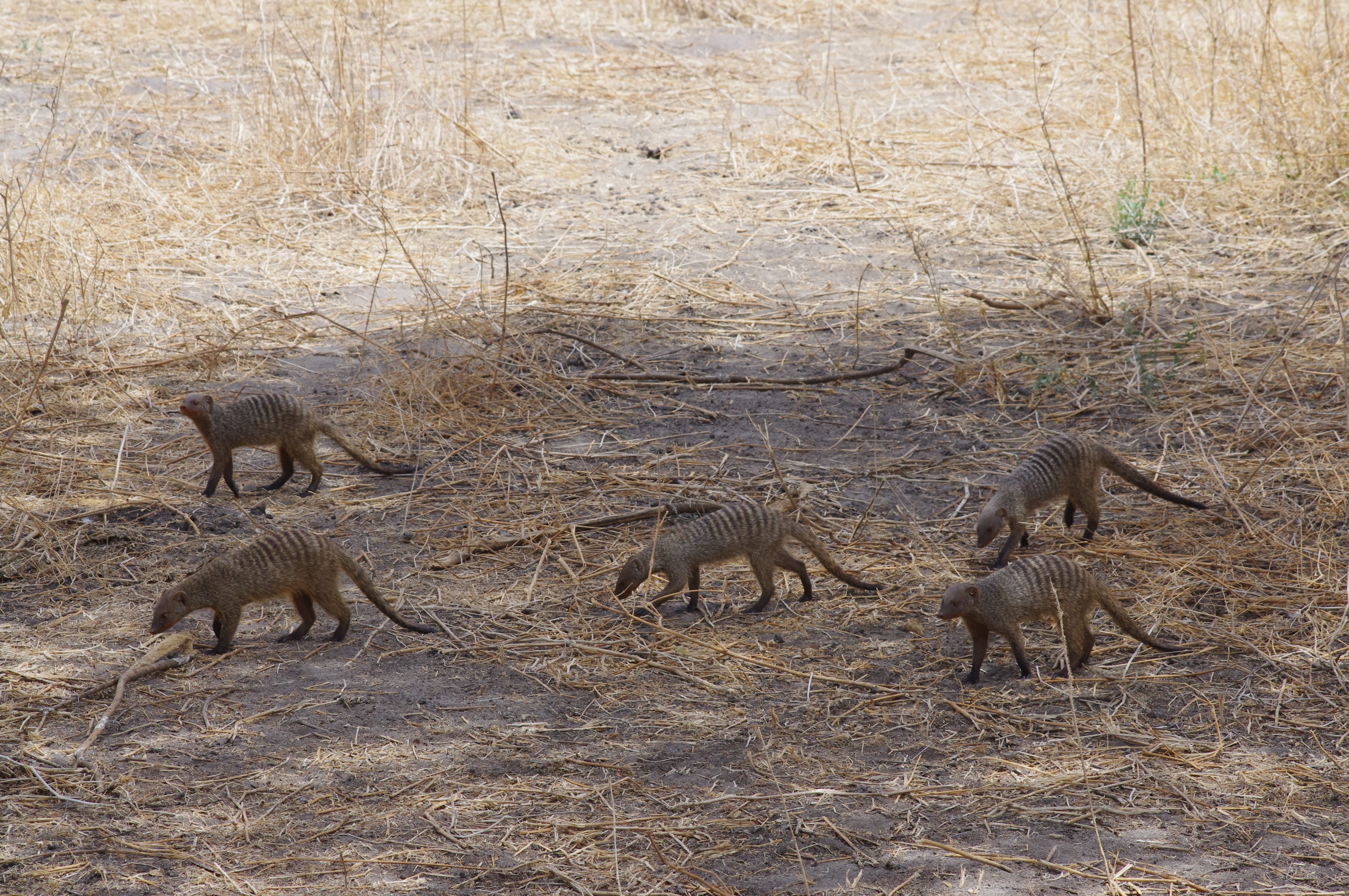 Mangoustes au Tarangire