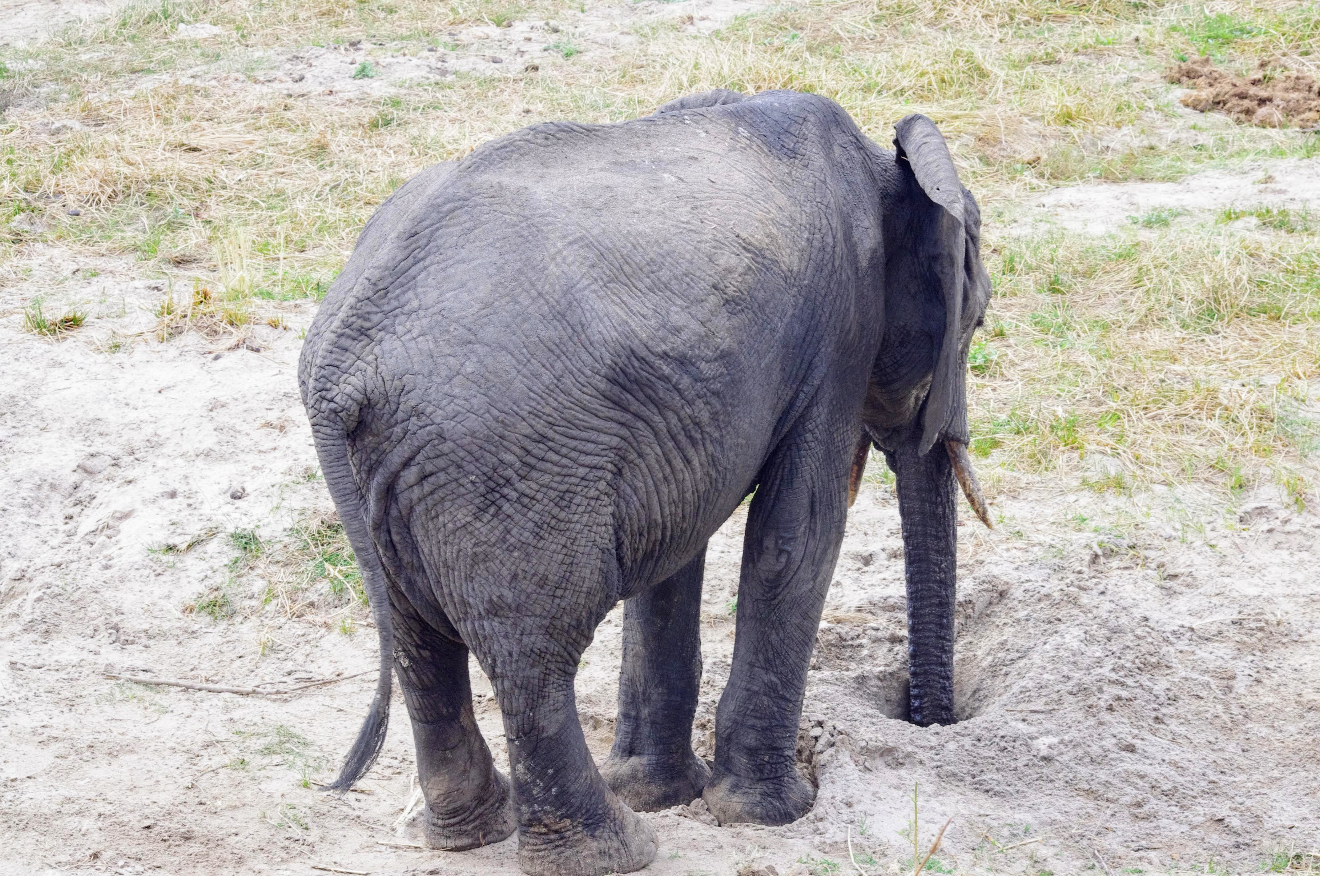 El├®phants au Tarangire