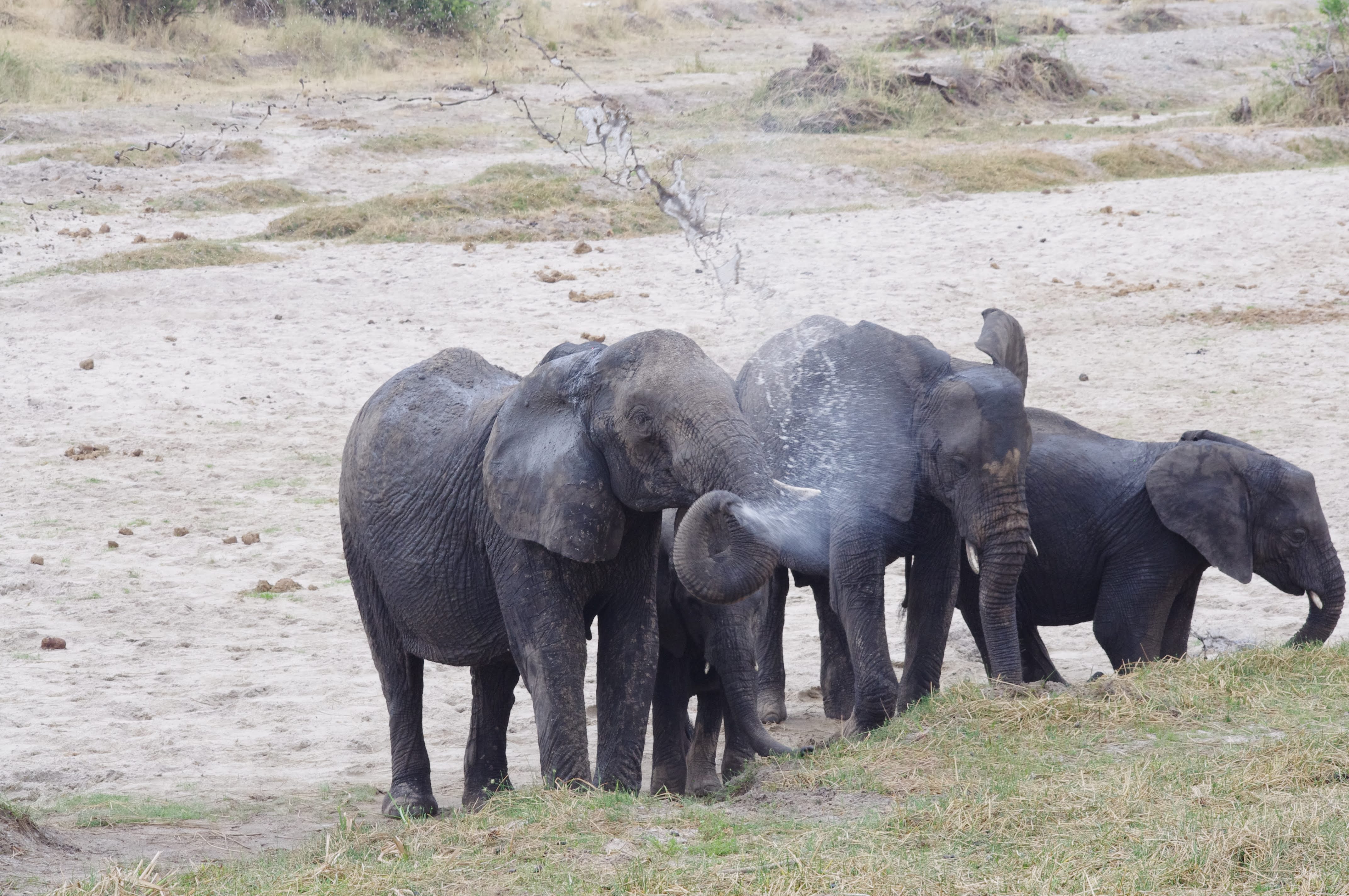 El├®phants au Tarangire