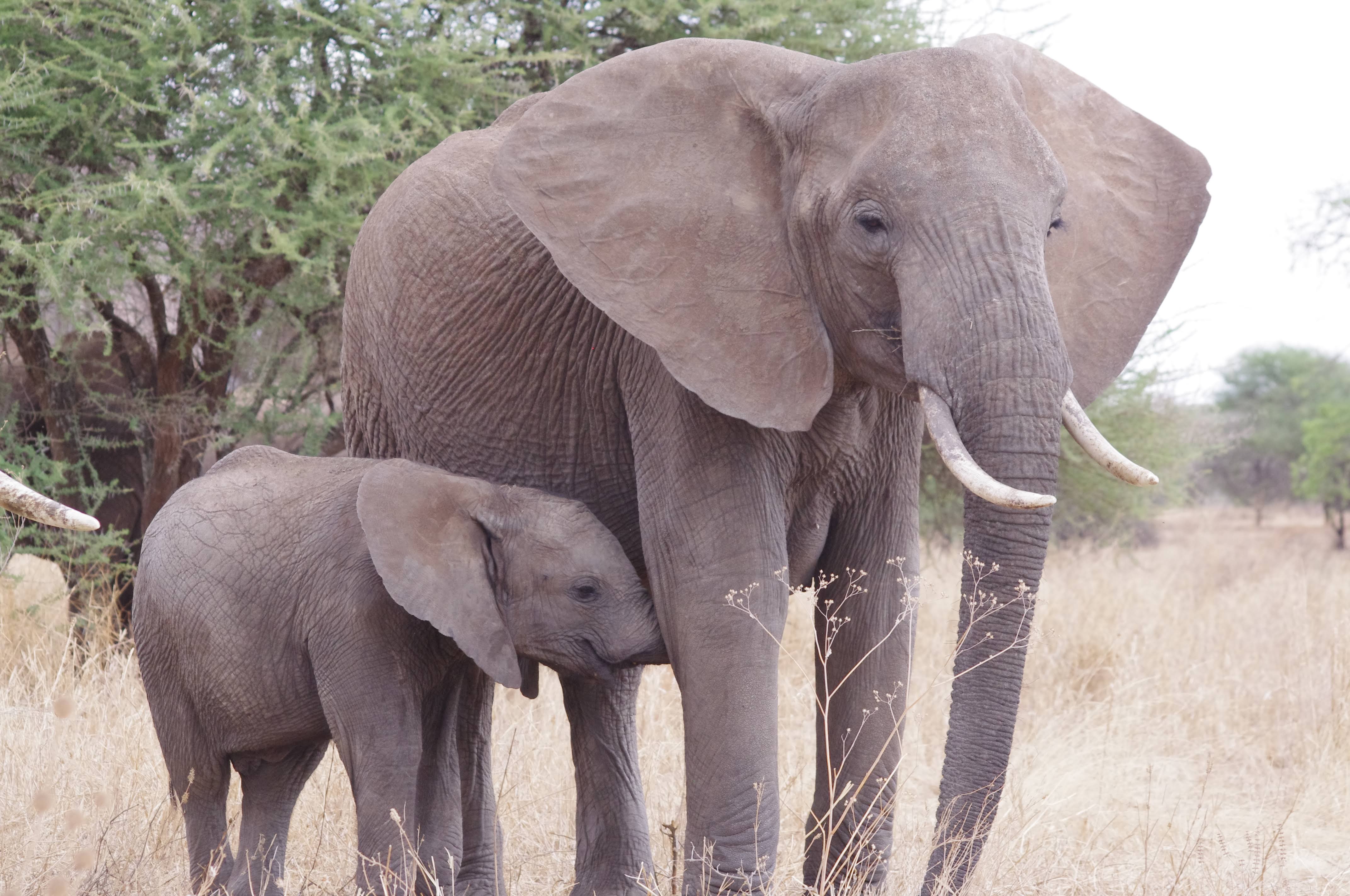 El├®phants au Tarangire