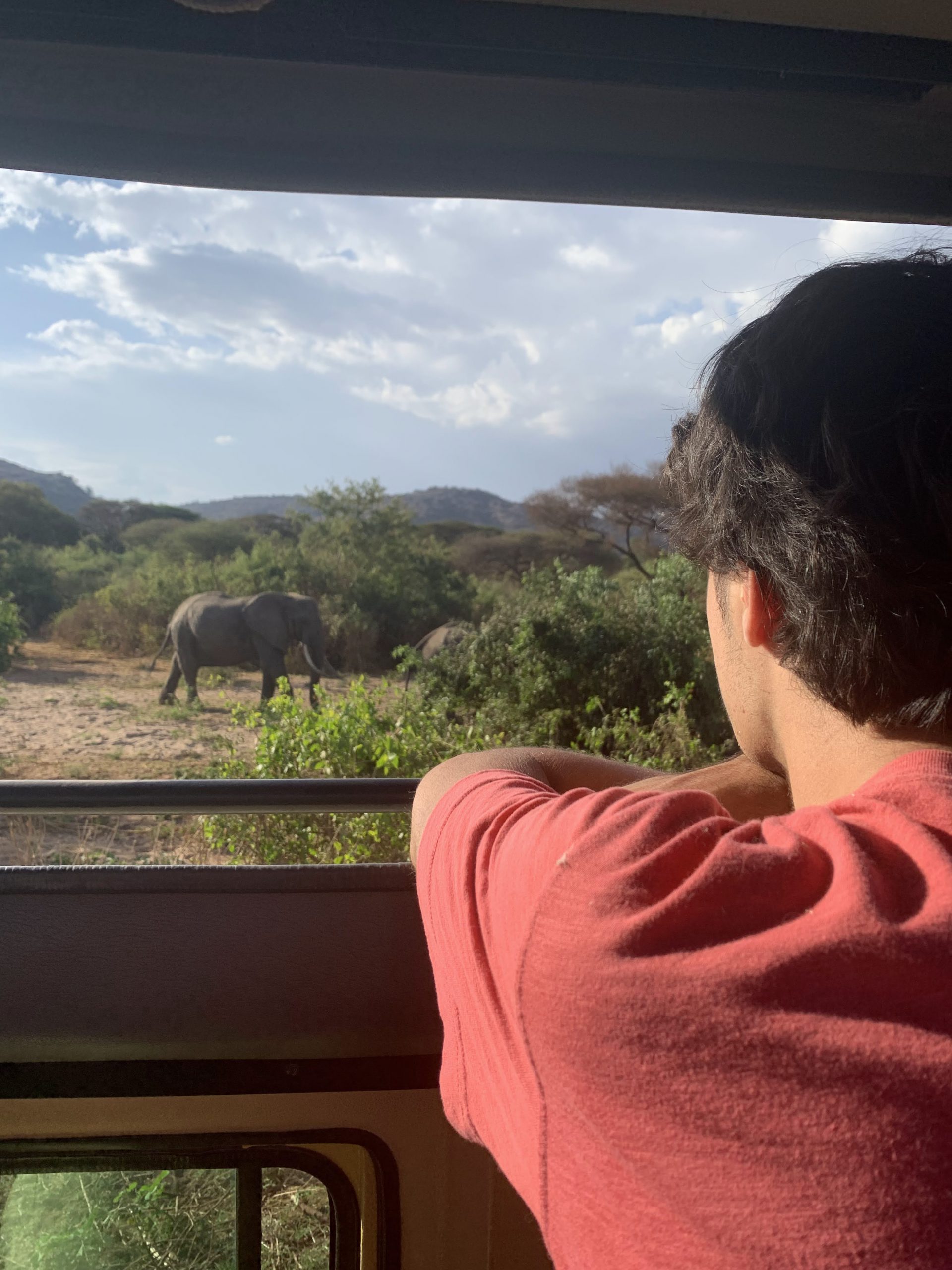 Face aux éléphants