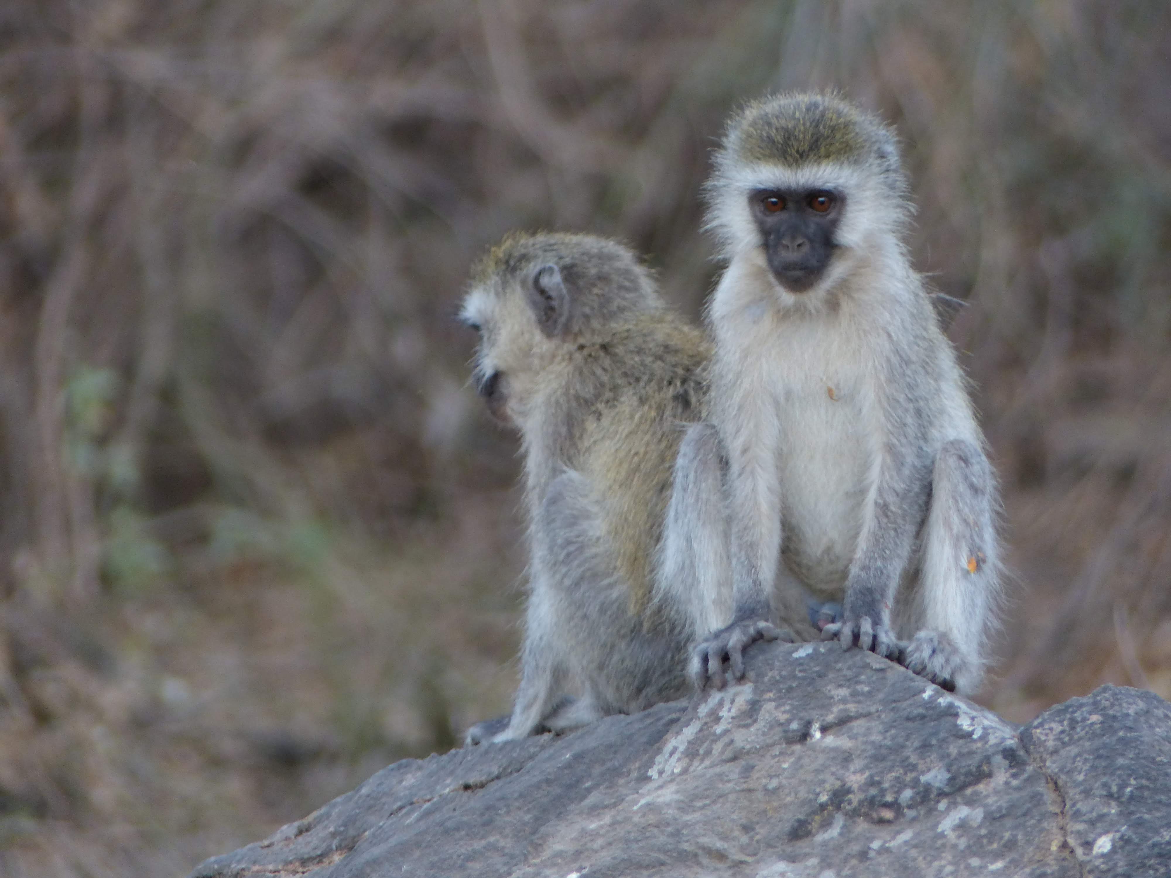 Singes verts au Lac Manyara