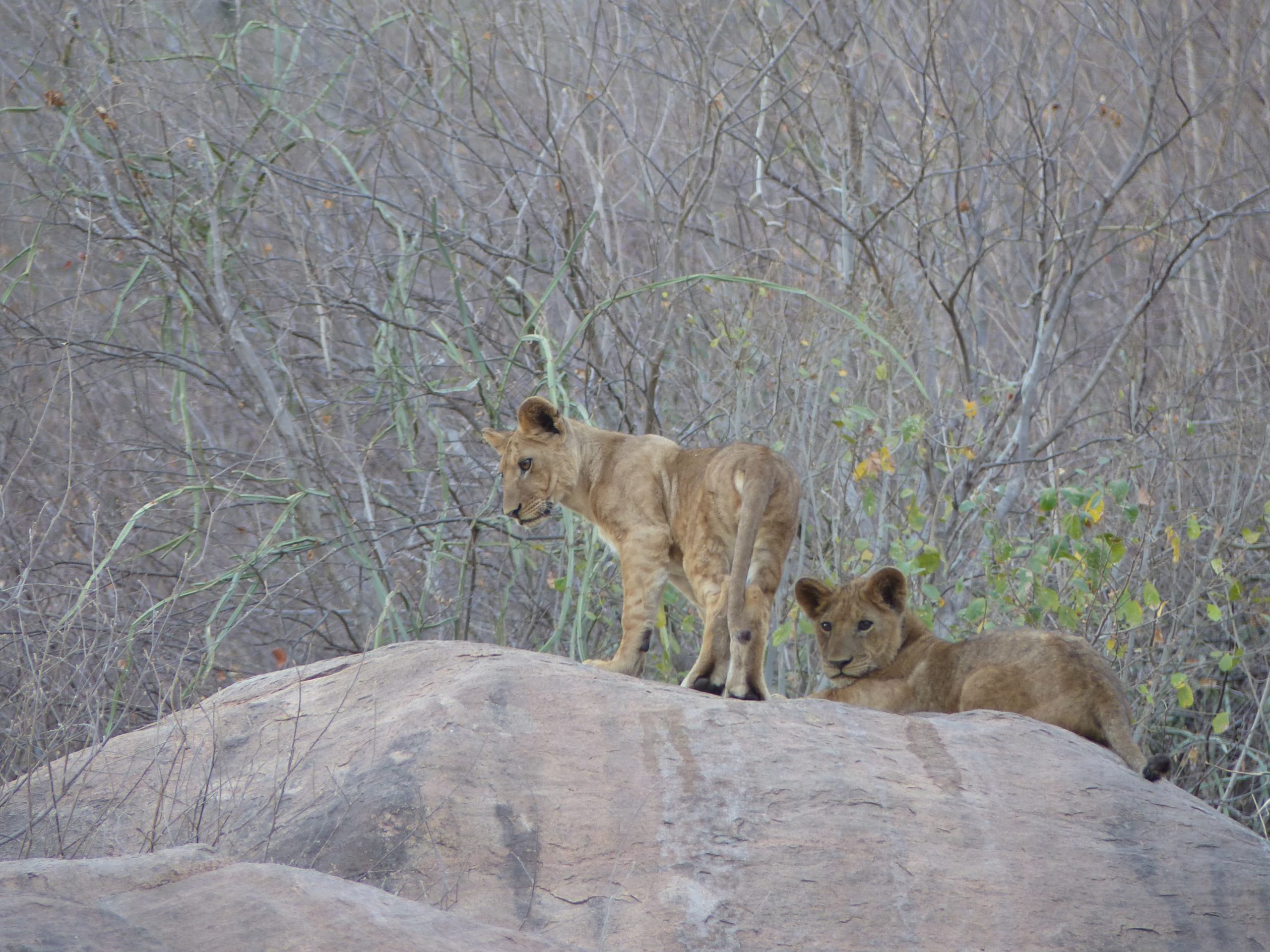 Lionceaux au Lac Manyara