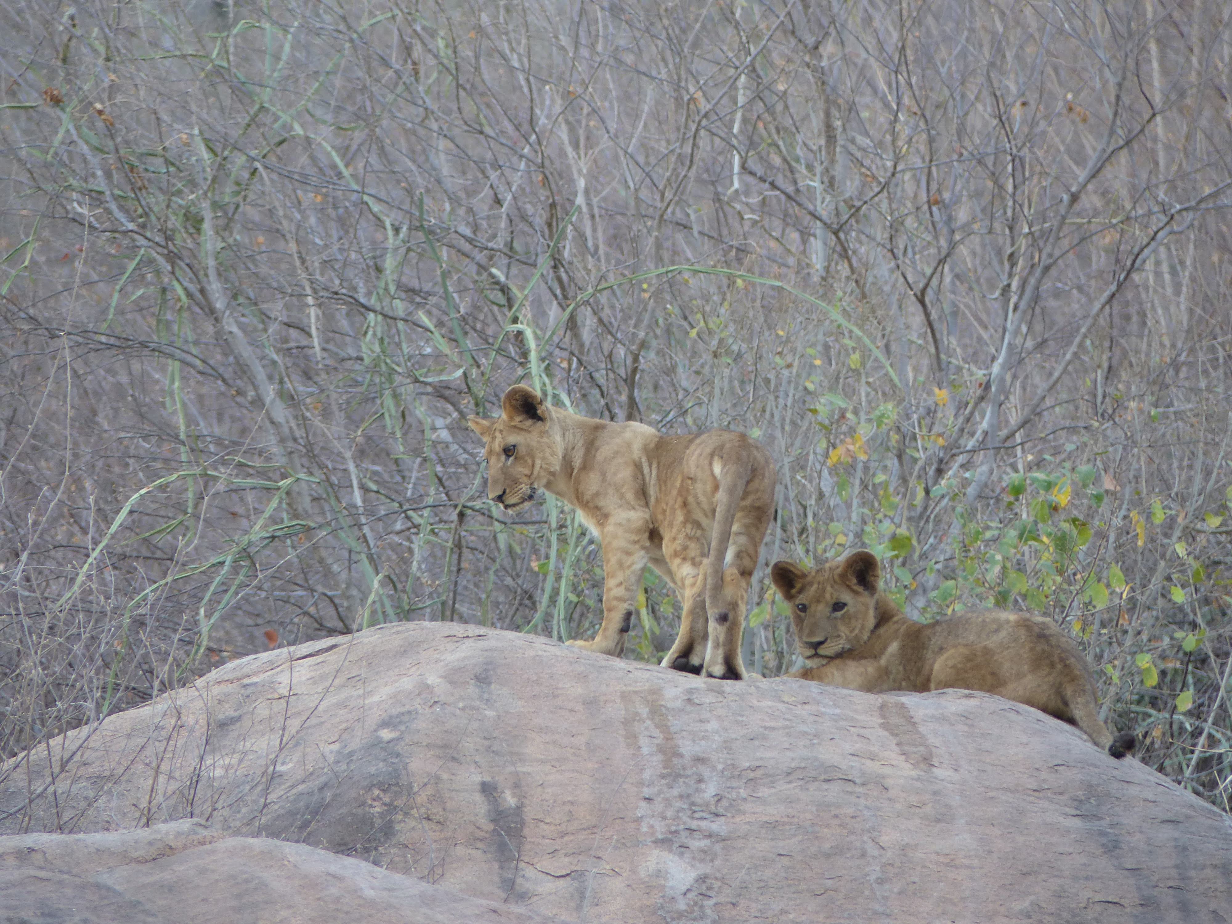 Lionceaux au Lac Manyara