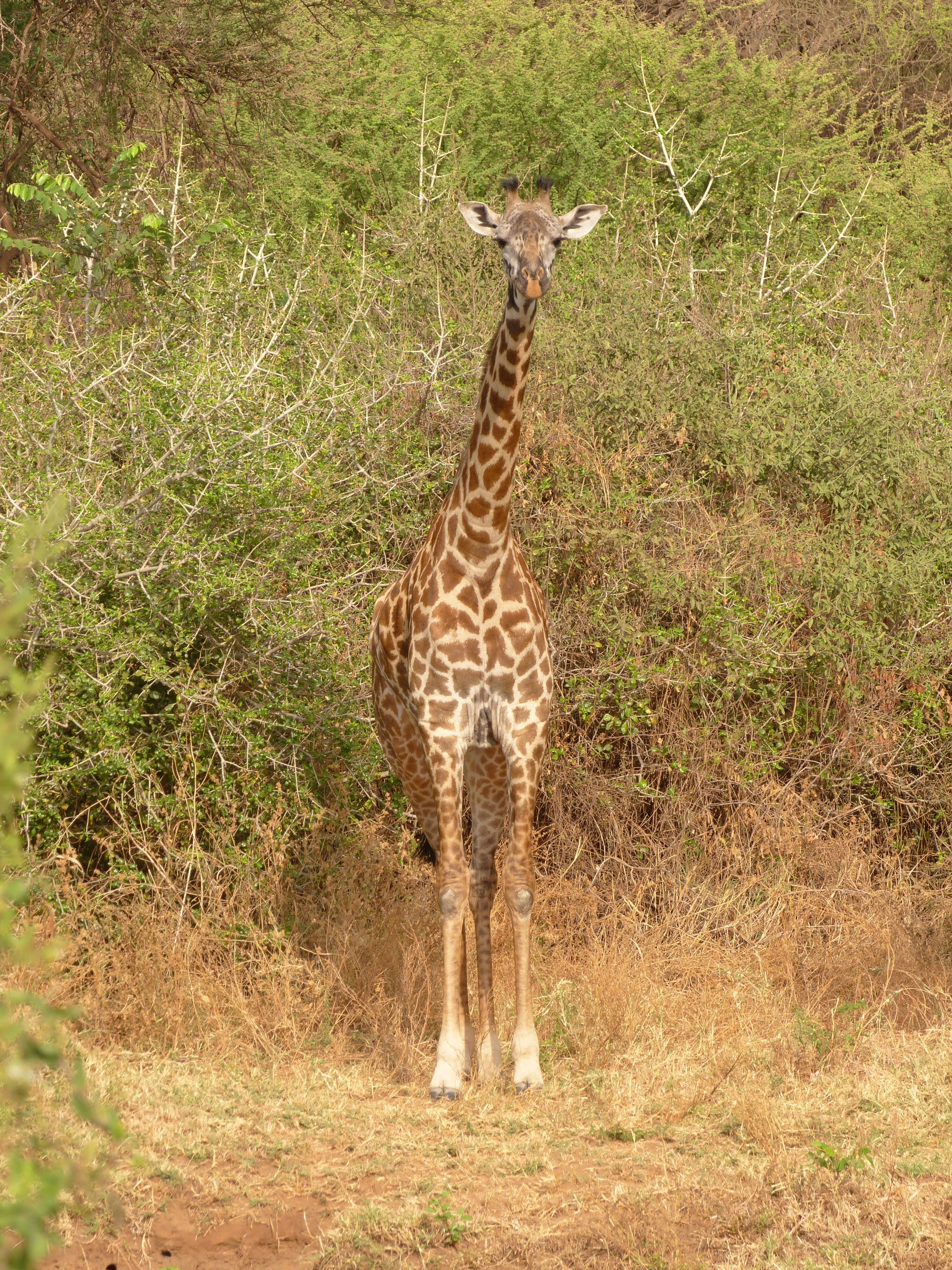 Girafe au Lac Manyara