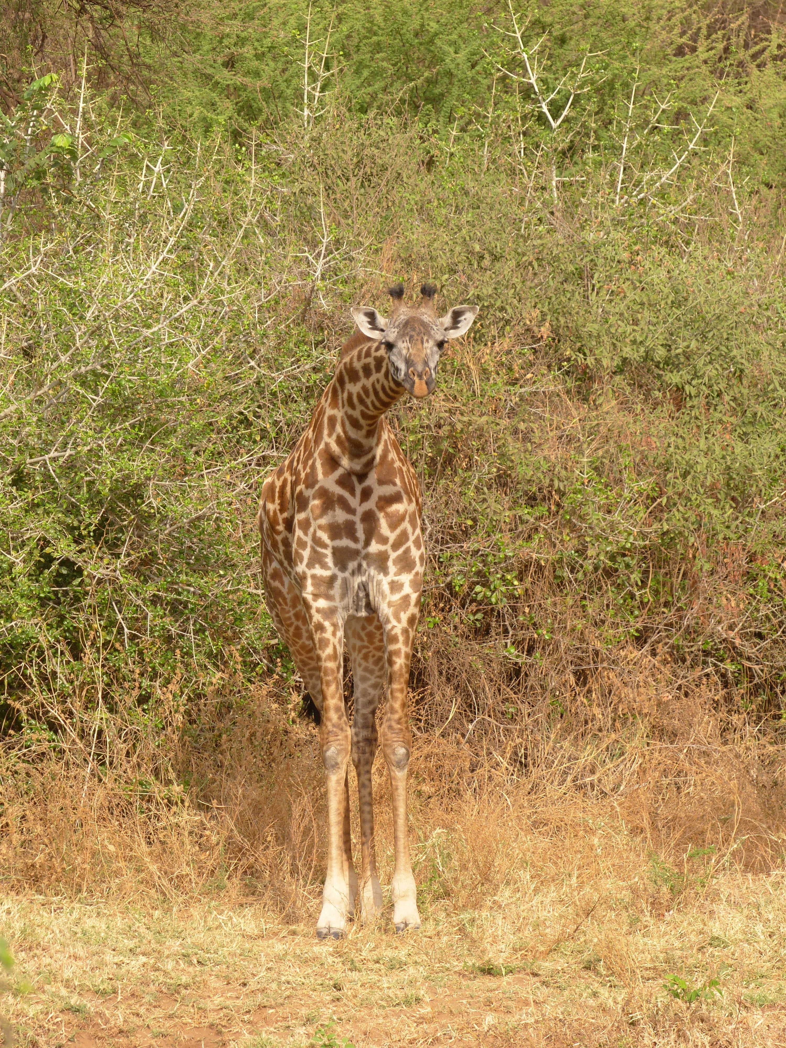 Girafe au Lac Manyara