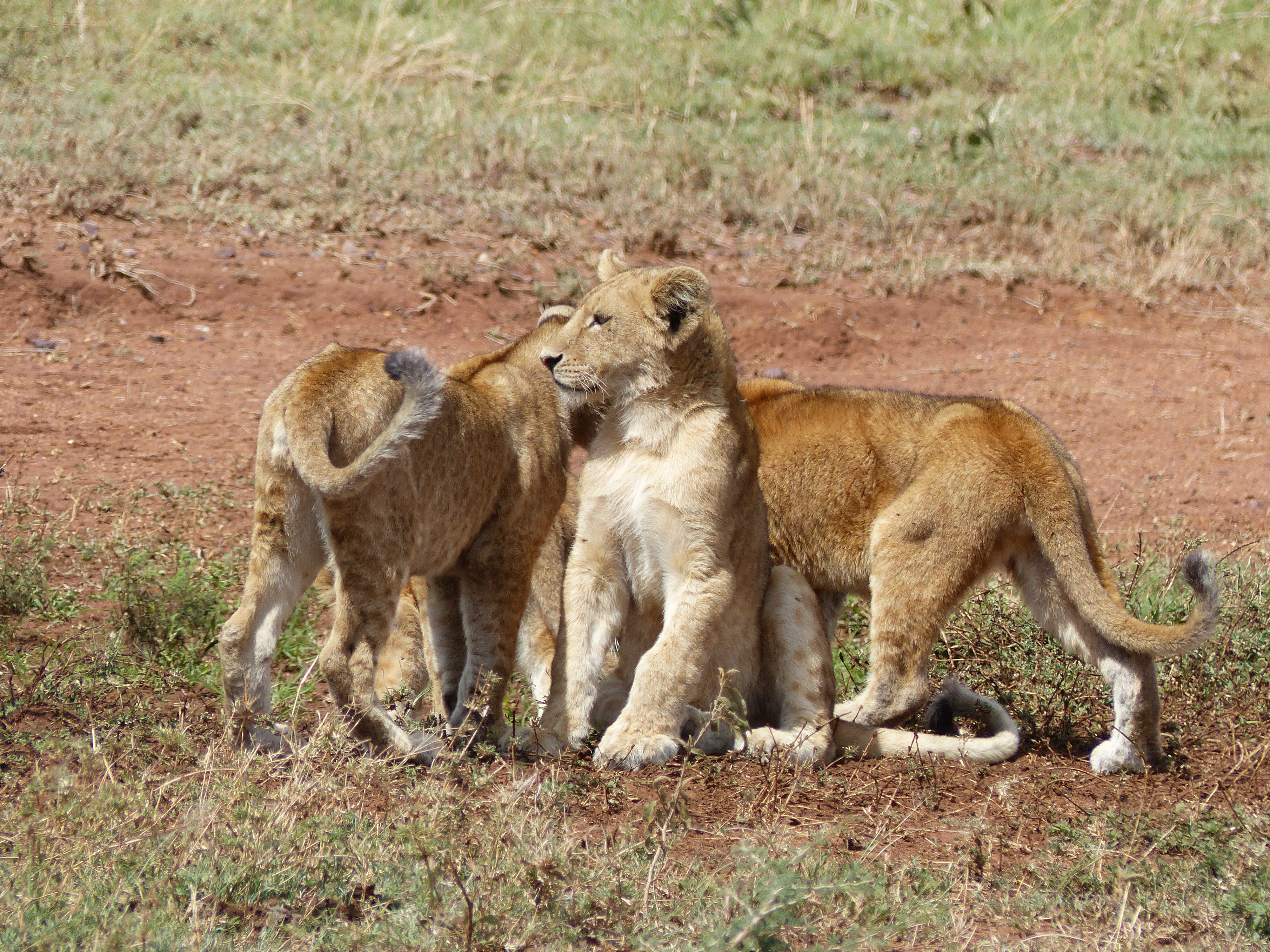 Lions au Serengeti