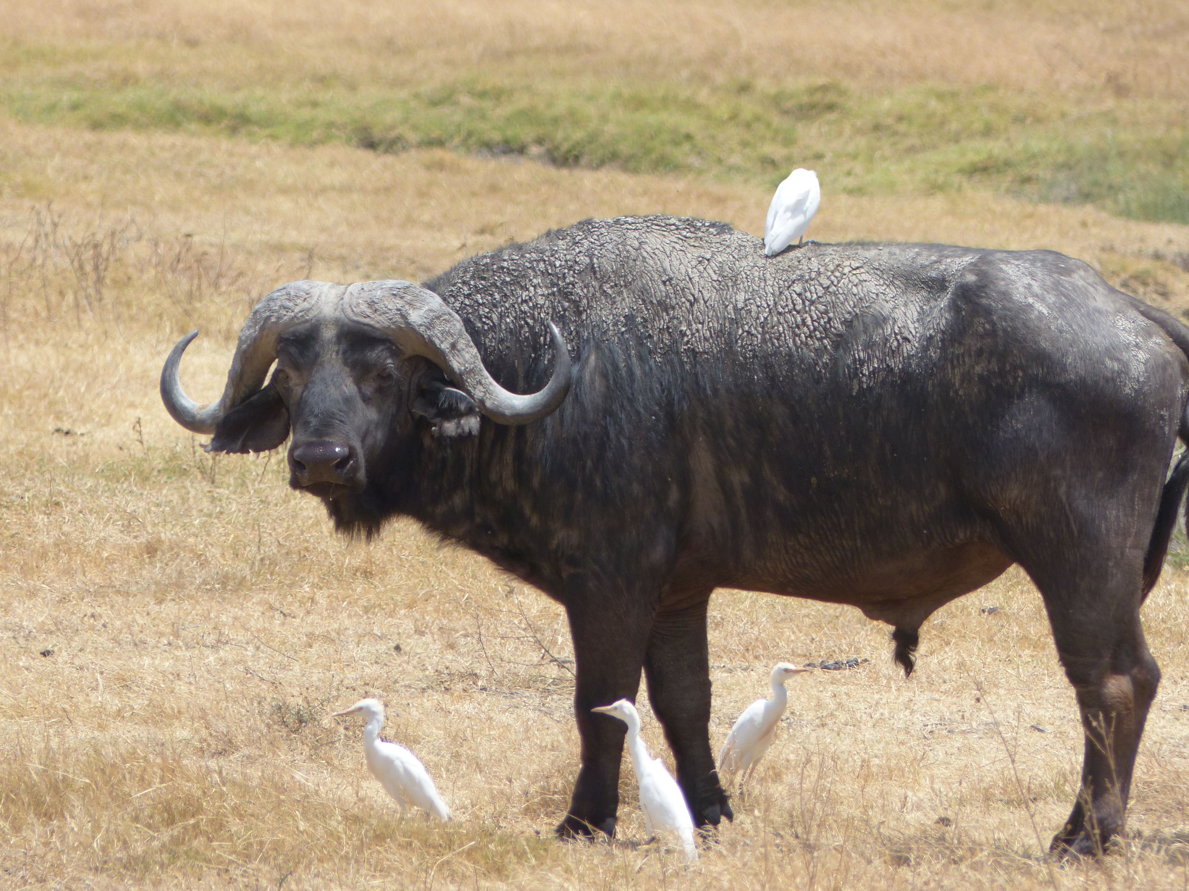 Buffle dans le cratère de Ngorongoro