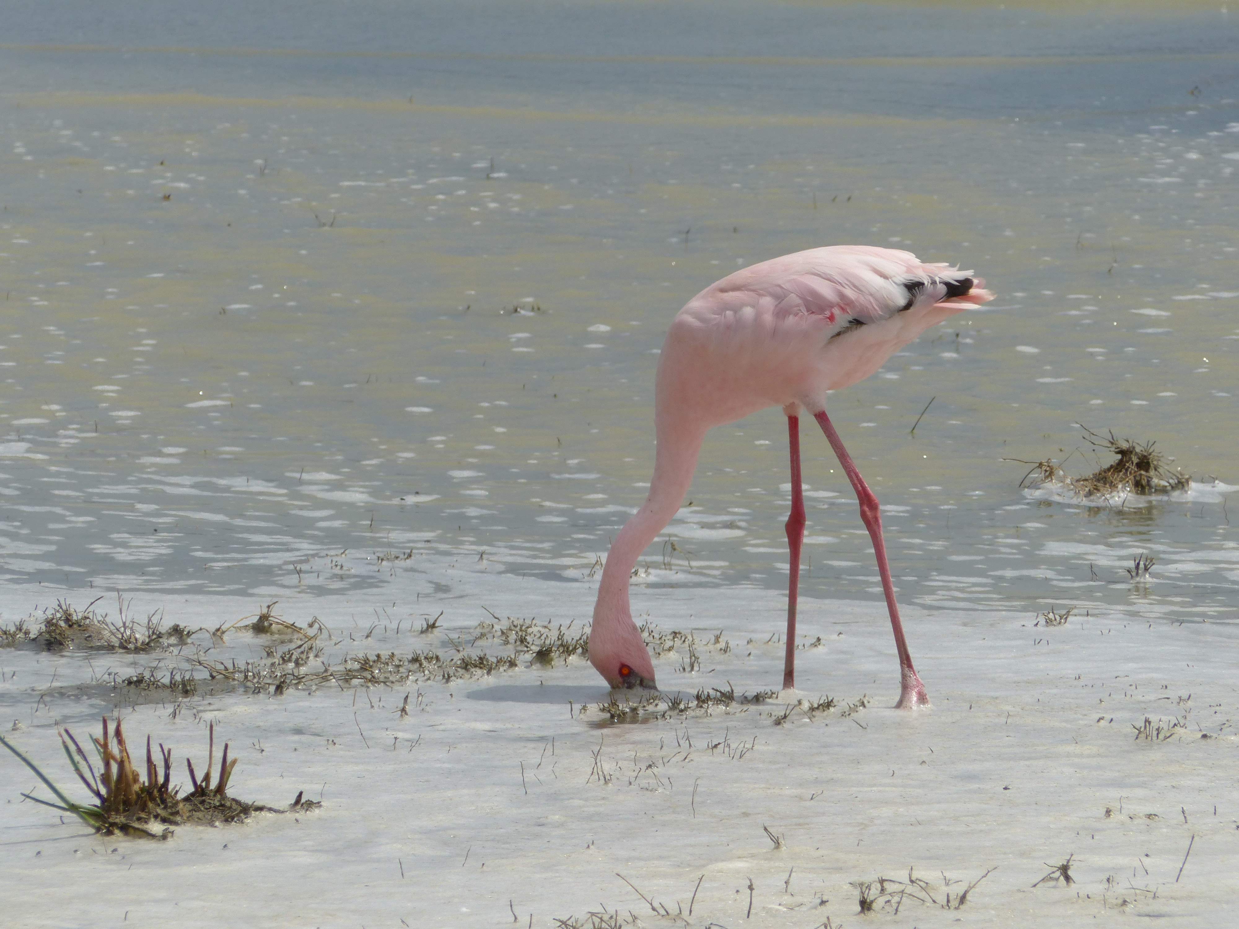 Flamands roses dans le cratère de Ngorongoro