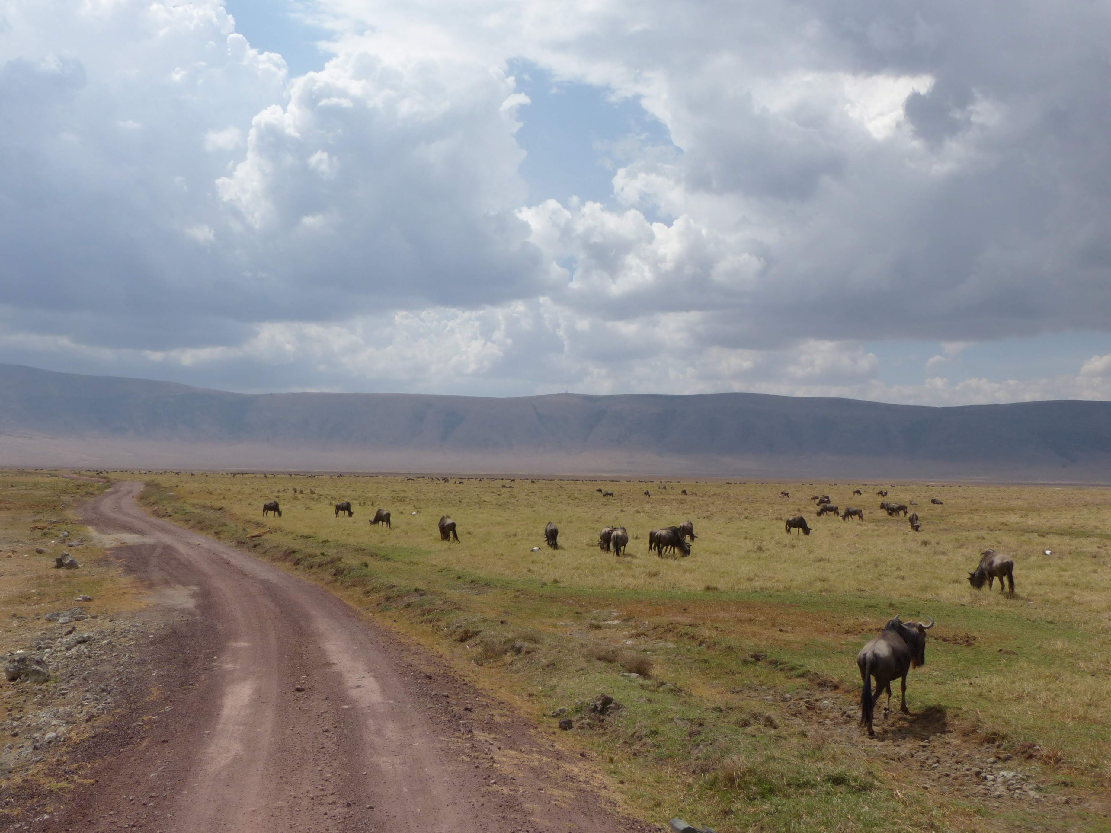Gnous dans le cratère de Ngorongoro