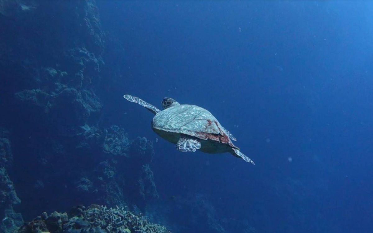 Cozumel Plongée à Cozumel