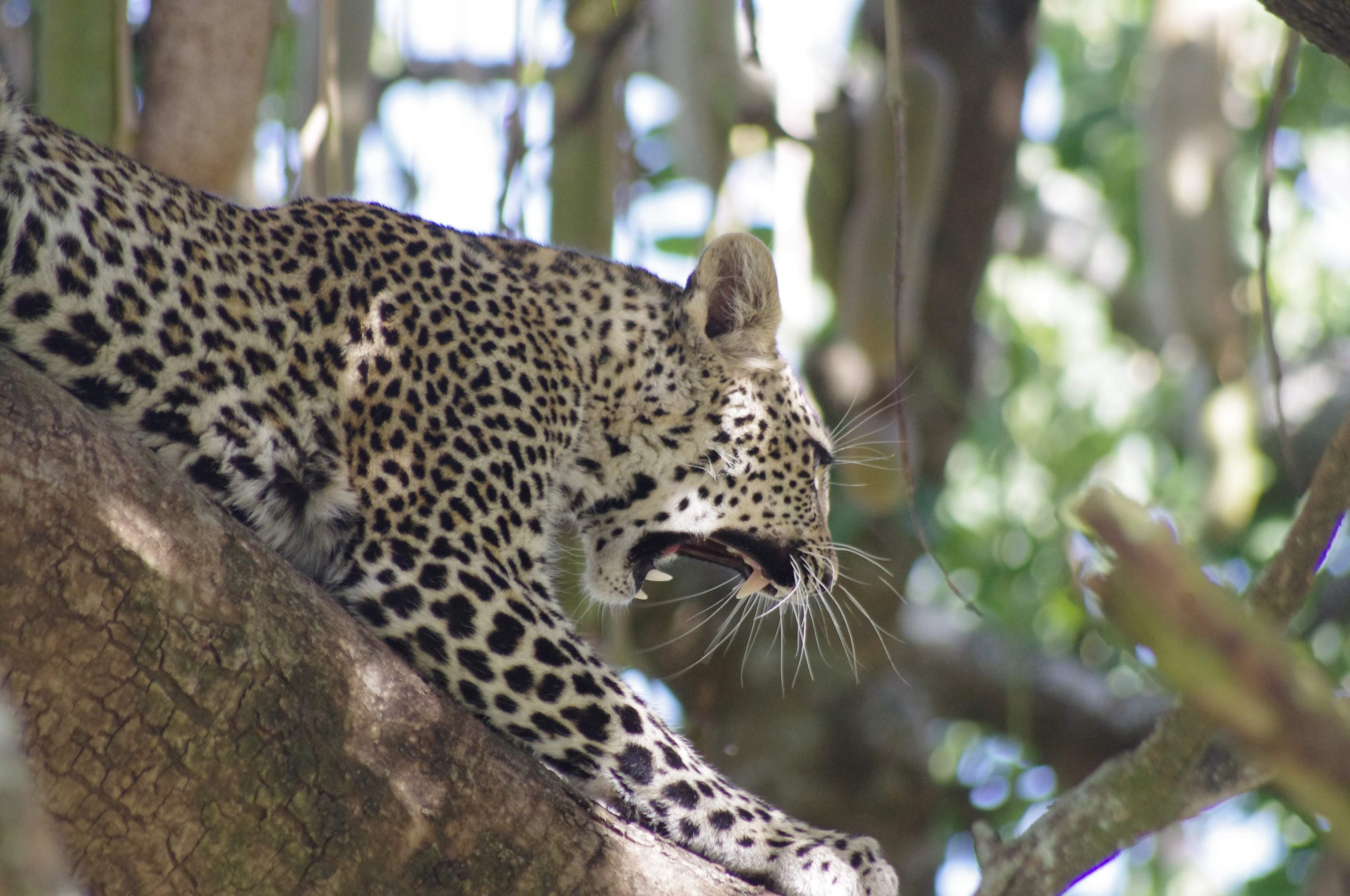 Léopard au Serengeti