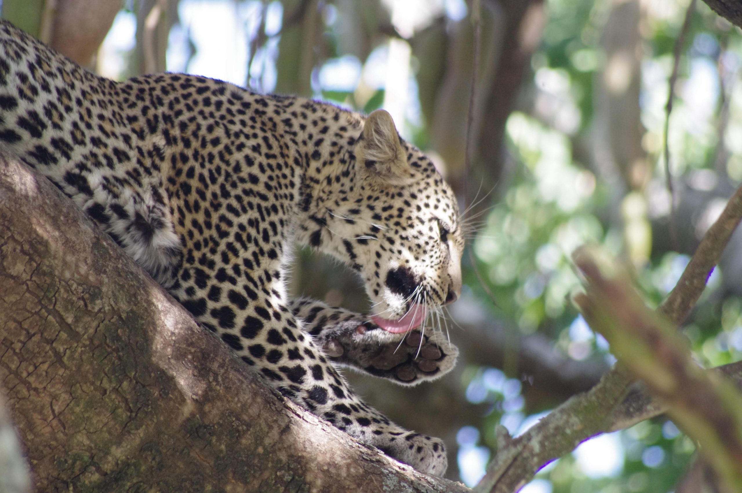 Léopard au Serengeti