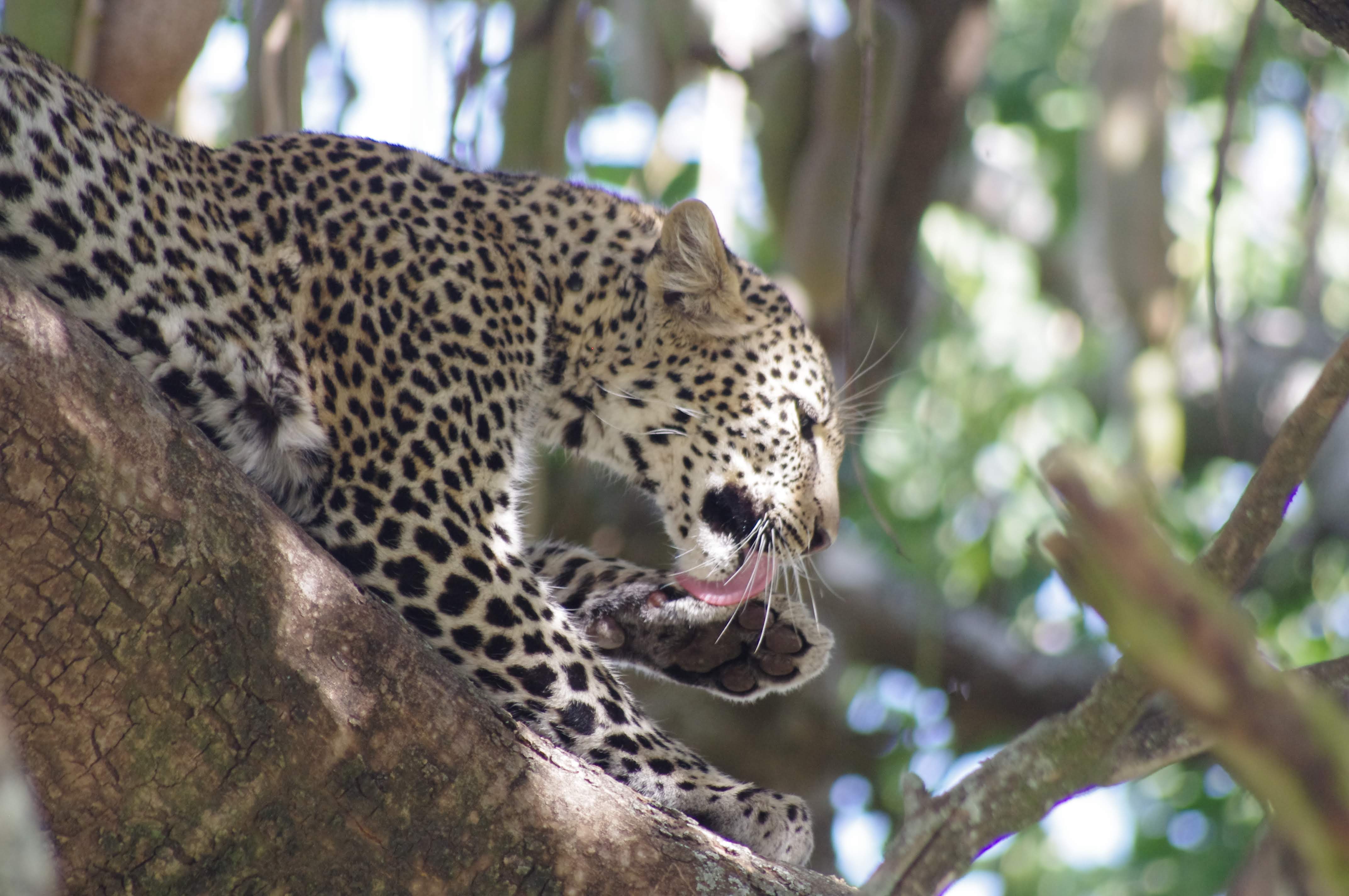 L├®opard au Serengeti