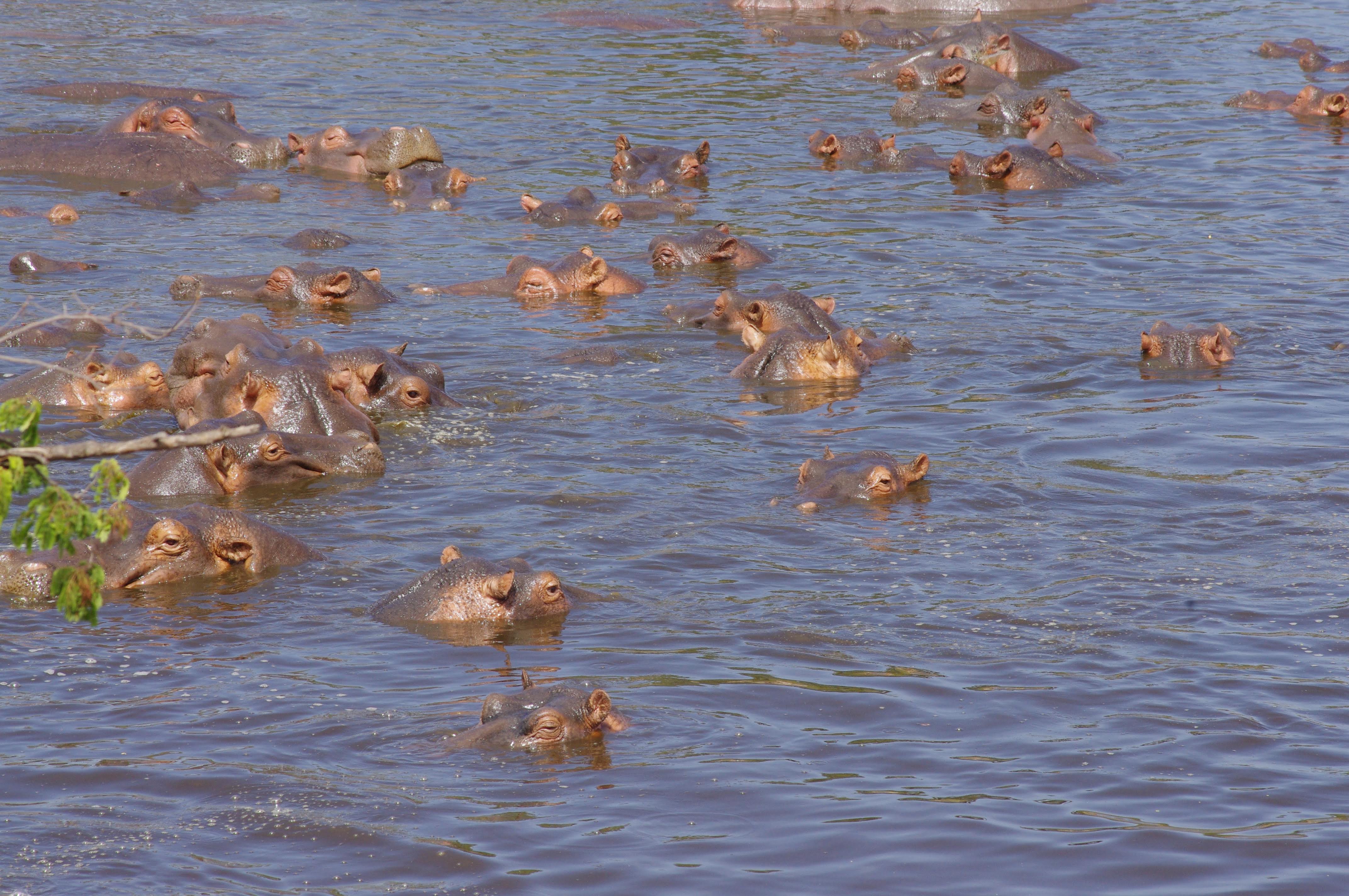 Hippopotames au Serengeti
