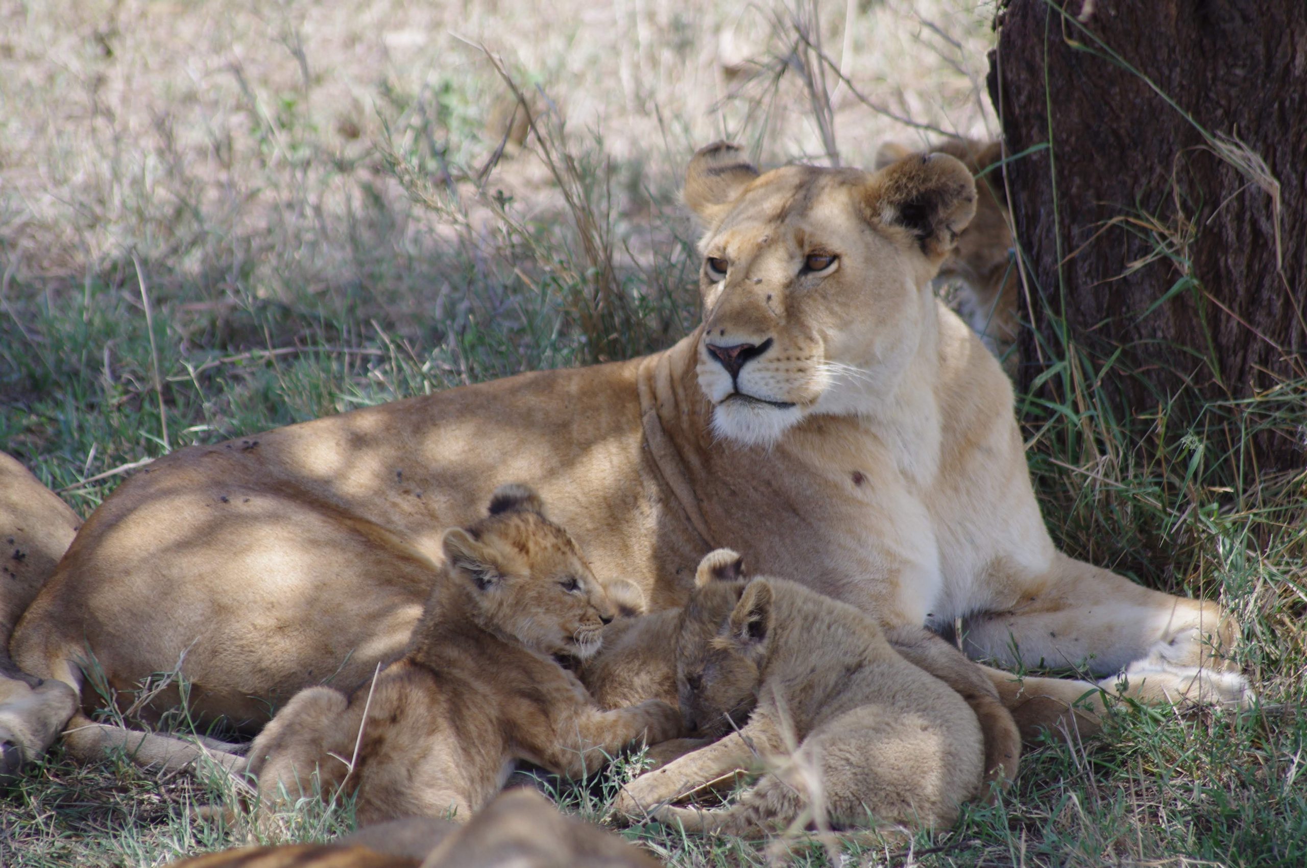 Lionne au Serengeti