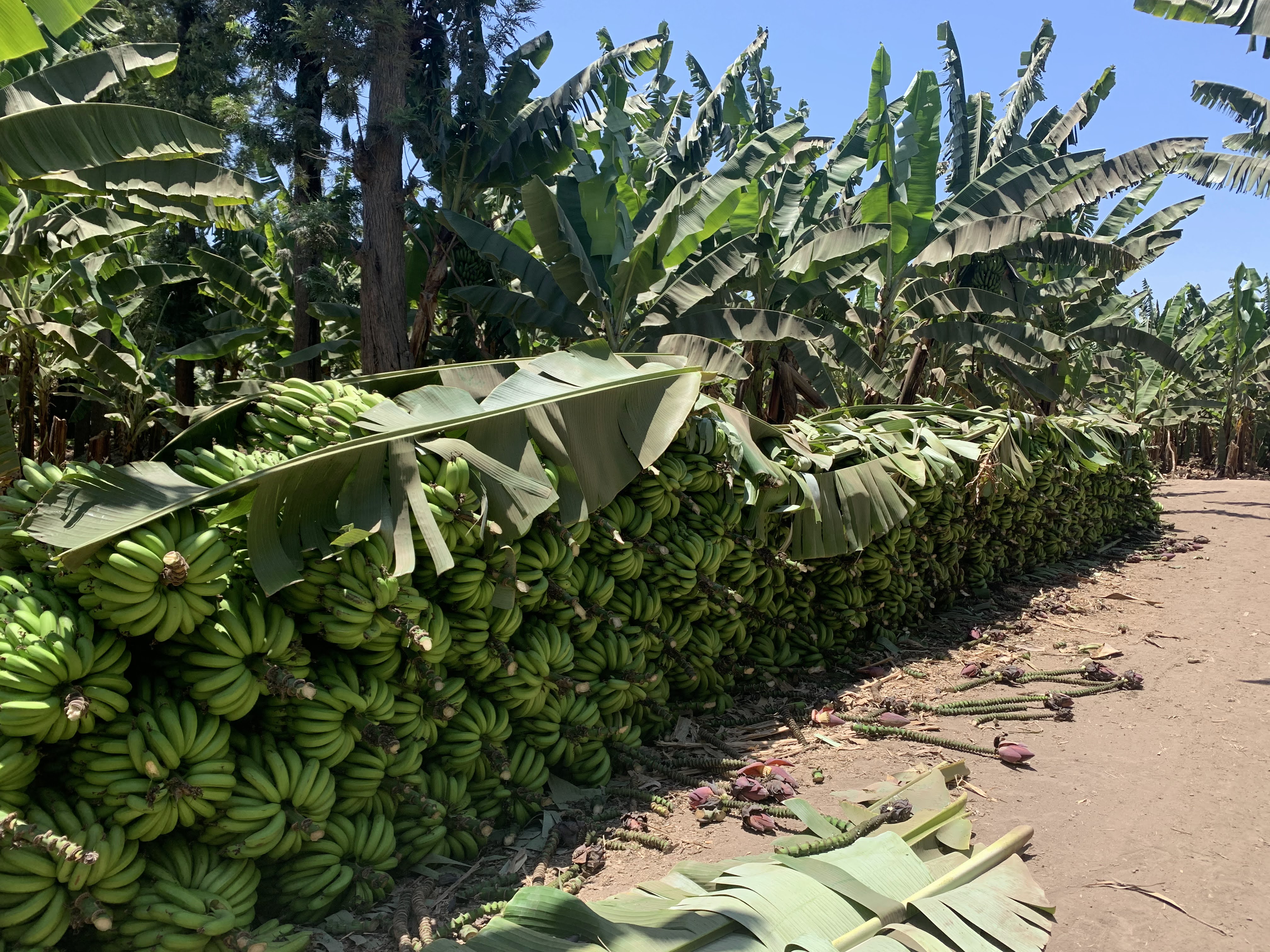 Bananes à Mto Wa Mbu