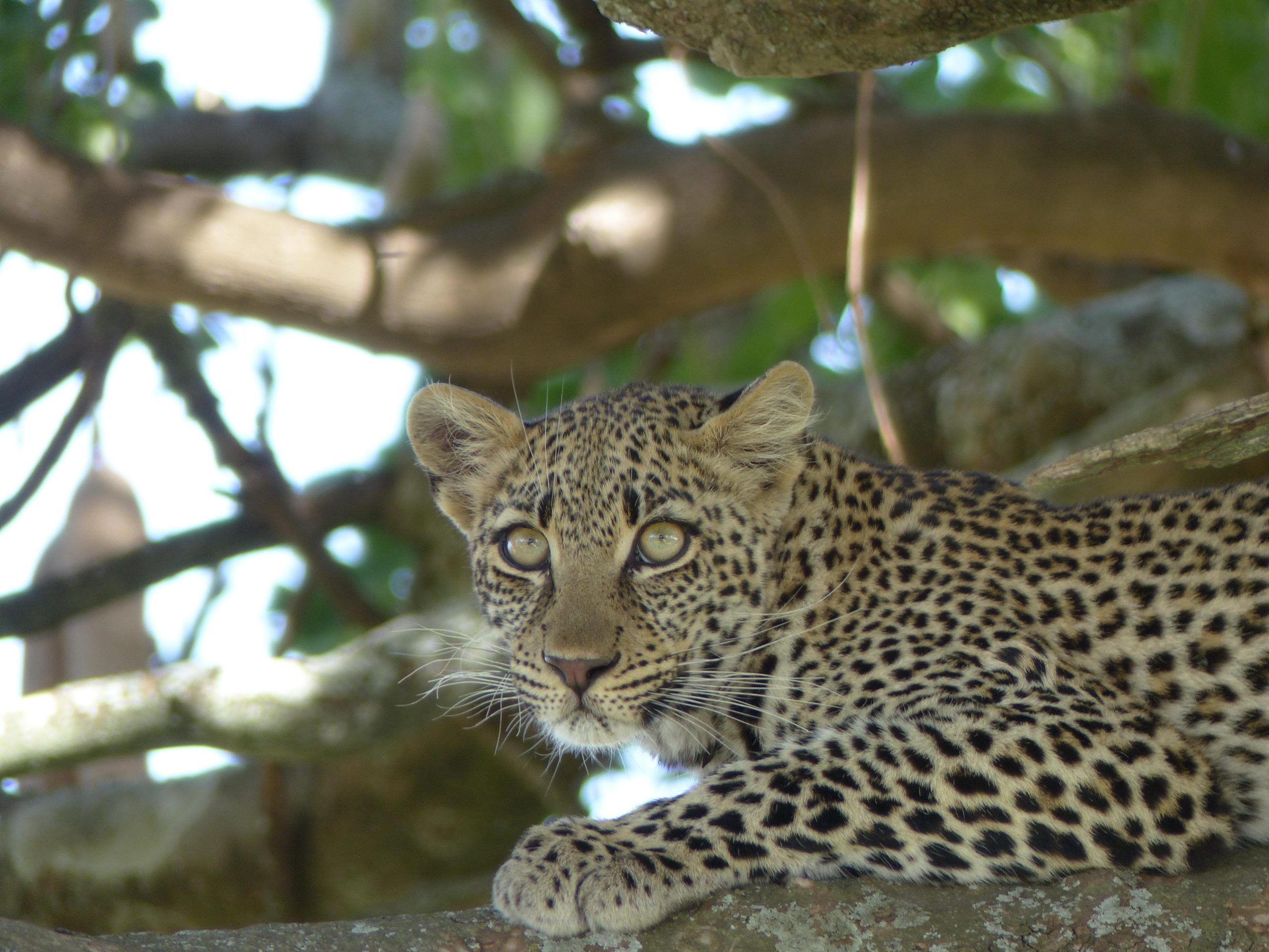 Léopard au Serengeti