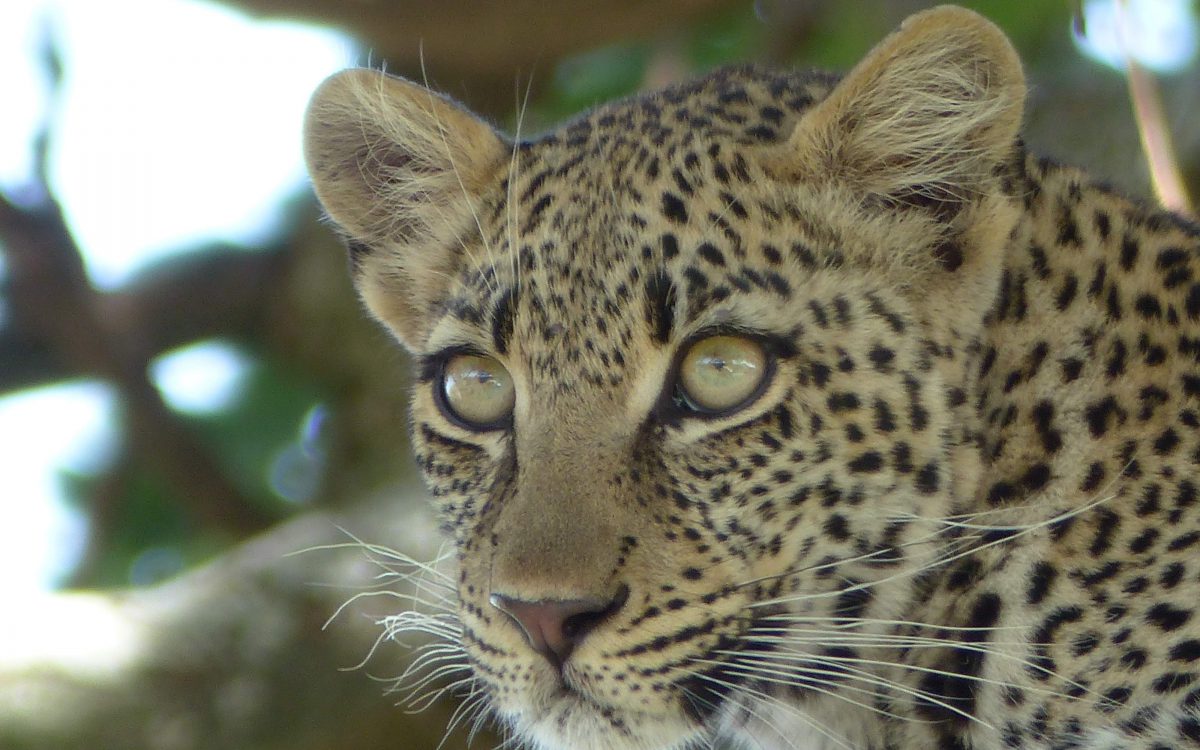 Tanzanie Léopard au Serengeti
