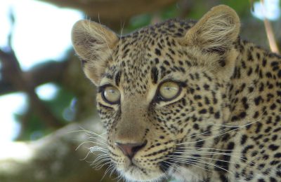 Léopard au Serengeti