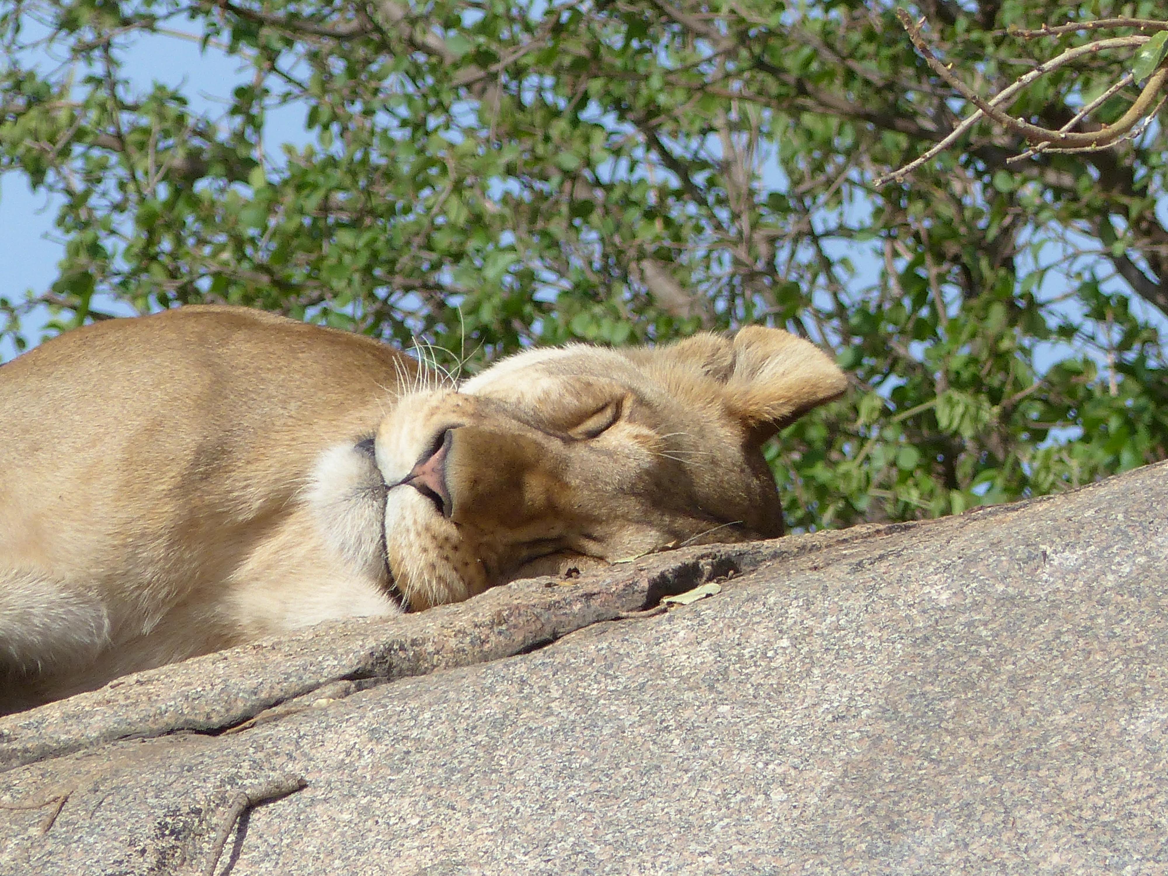 Lion au Serengeti