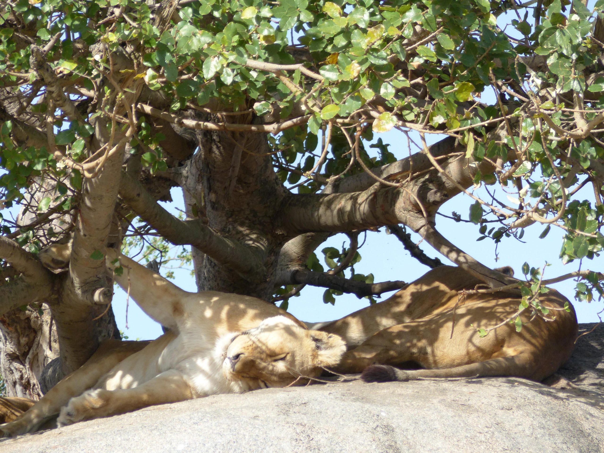 Lion au Serengeti