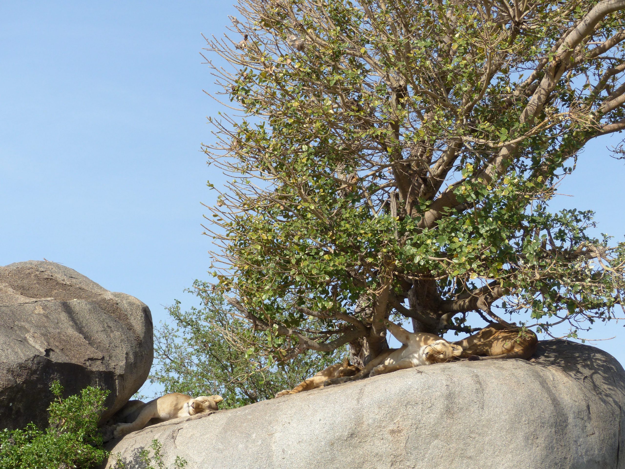 Lion au Serengeti