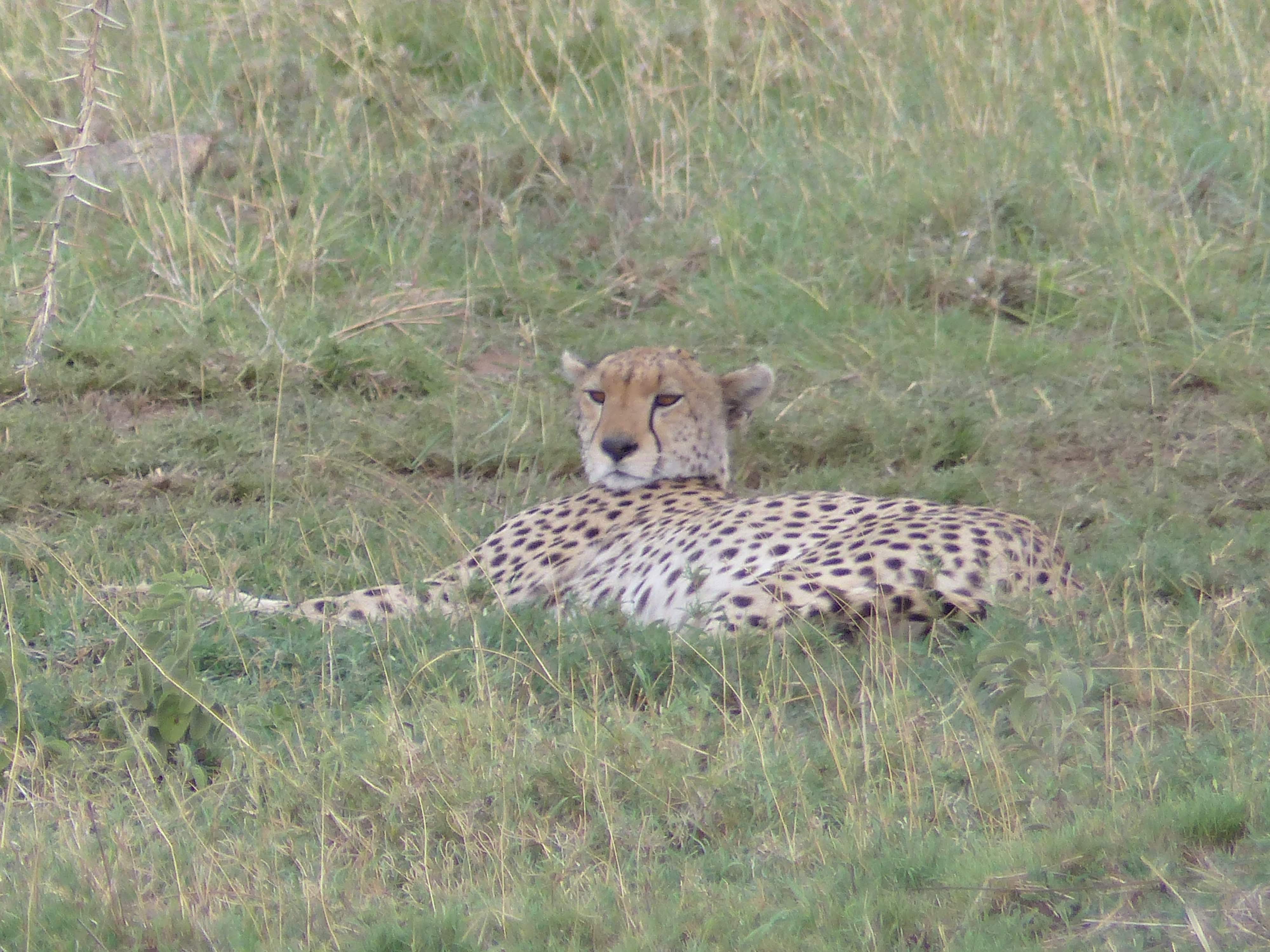 Gu├®pard au Serengeti