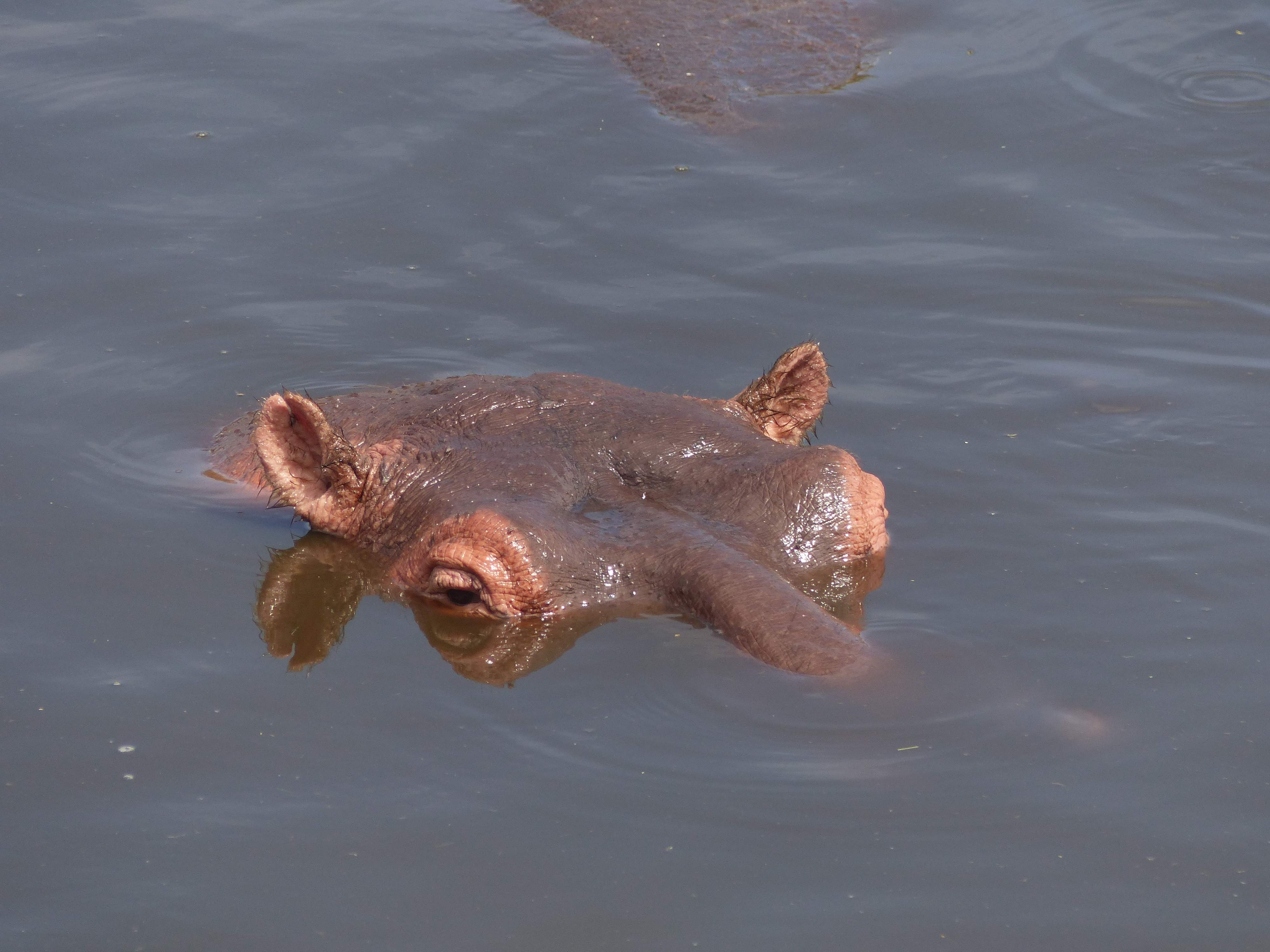 Hippopotame au Serengeti