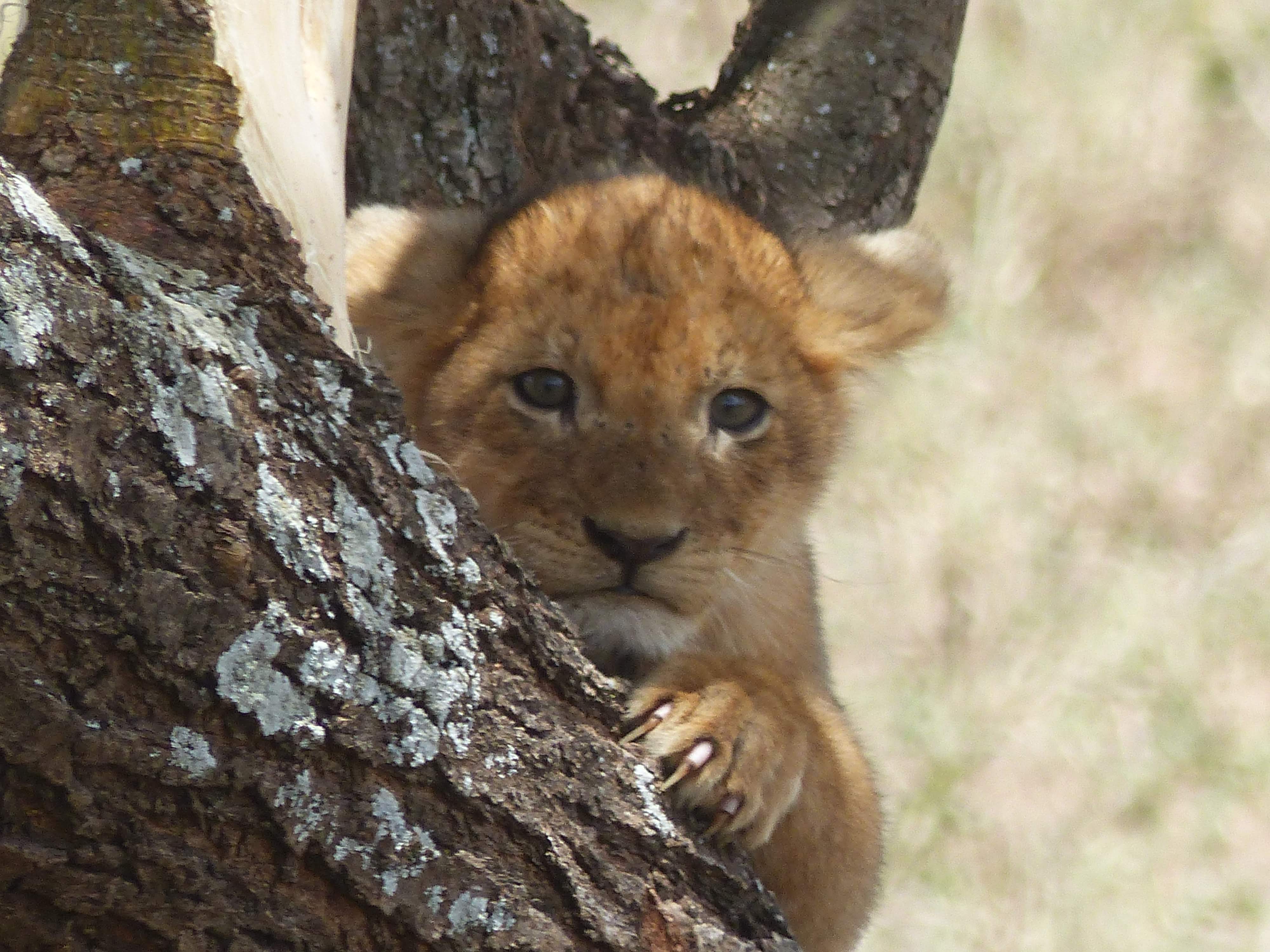 Lionceau au Serengeti