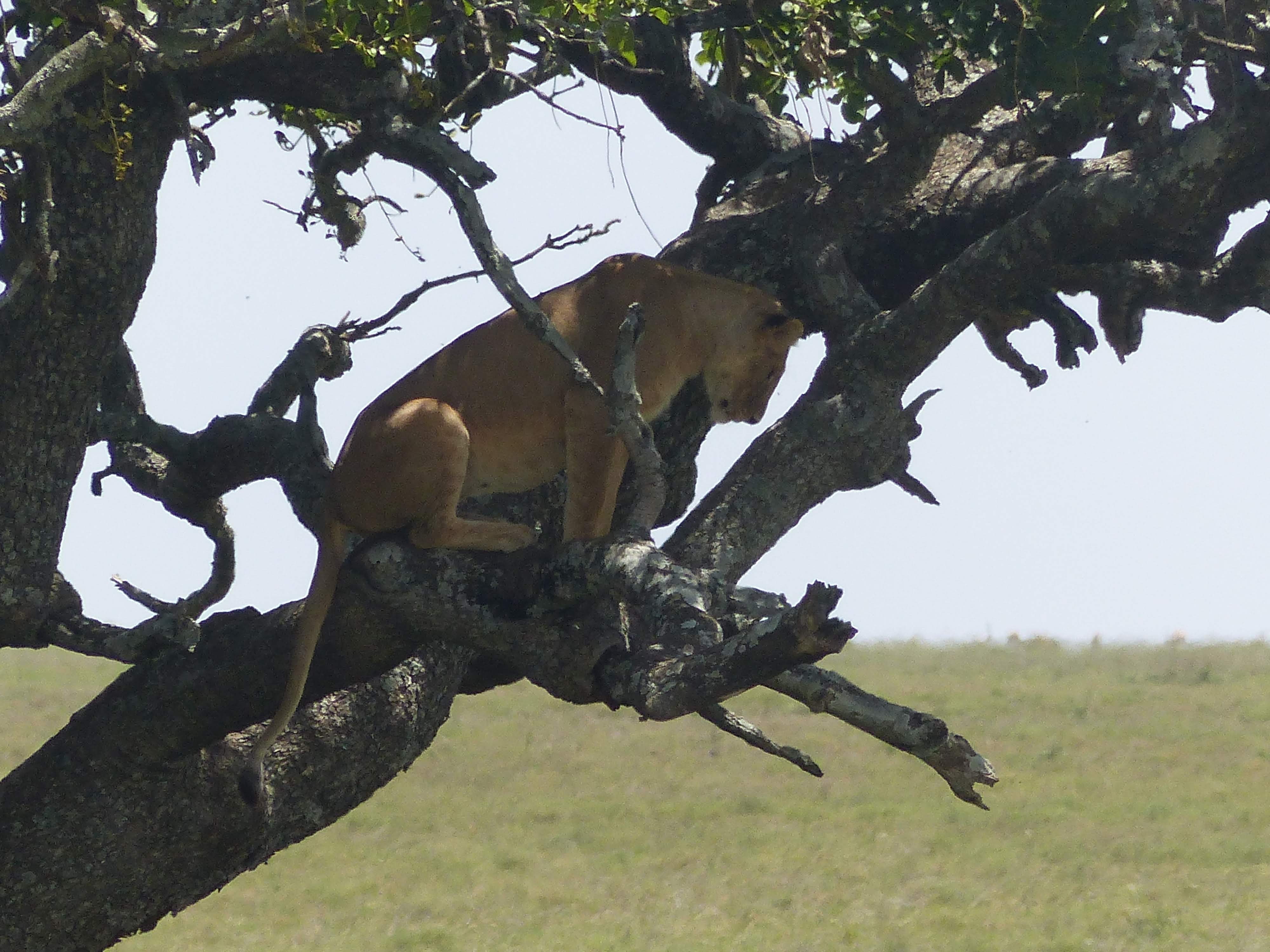 Lionnes et buffles au Serengeti