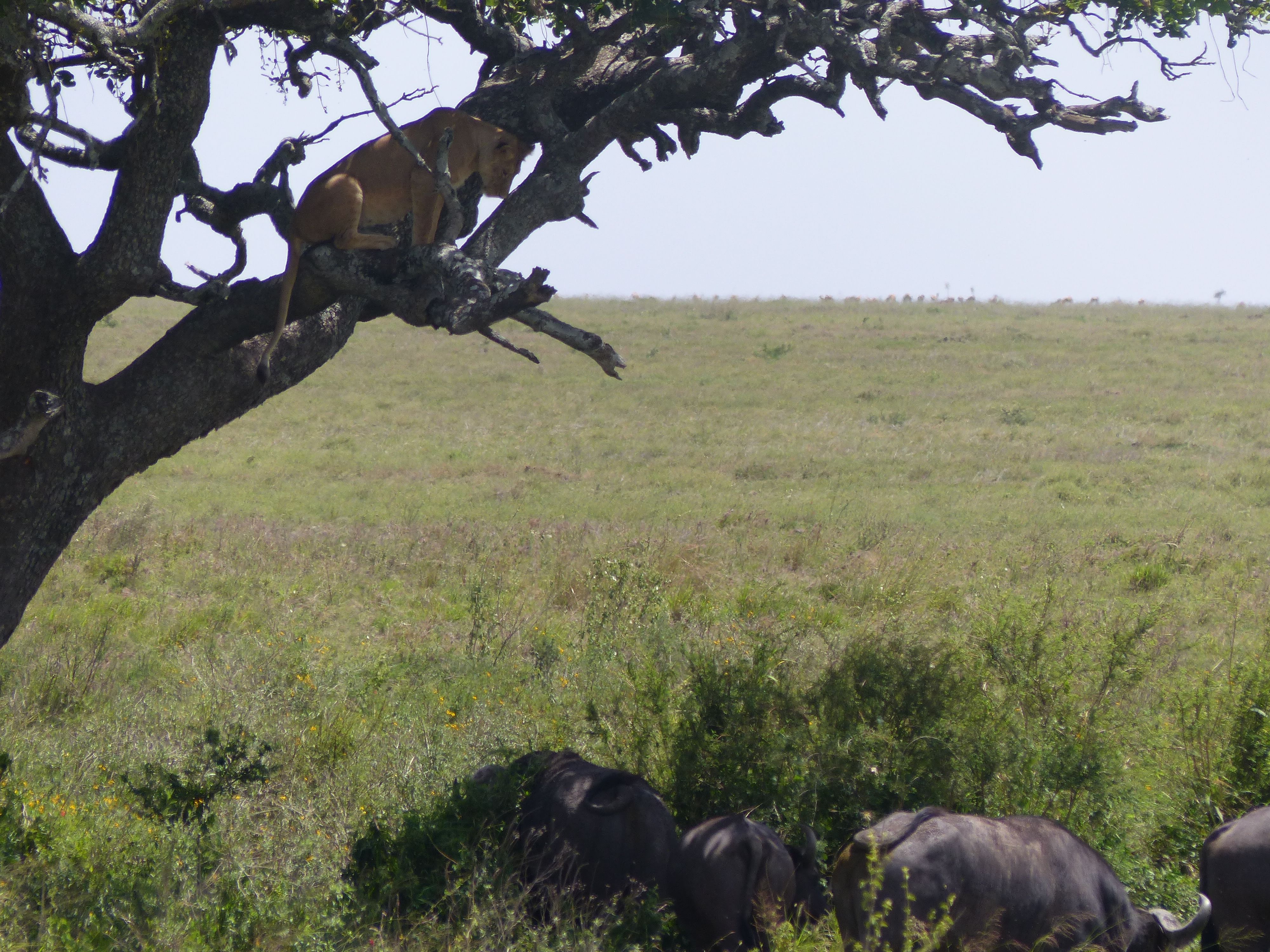 Lionnes et buffles au Serengeti