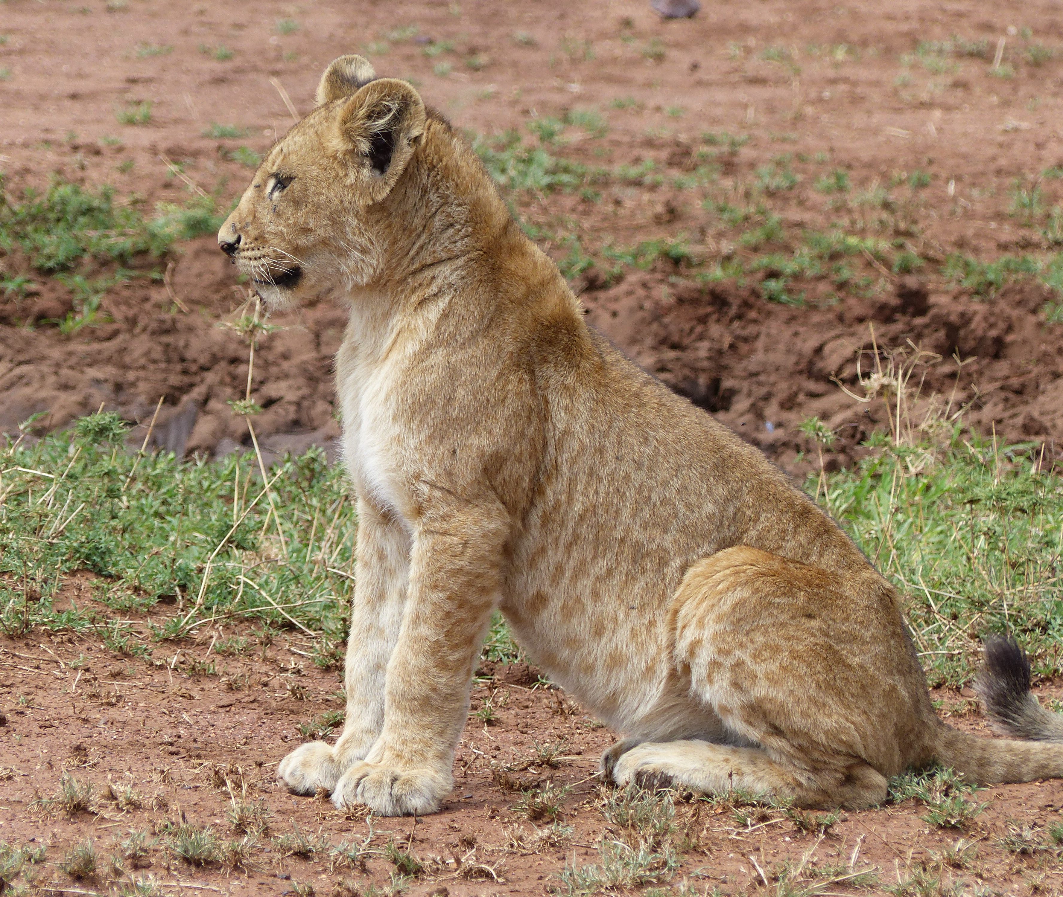 Lion au Serengeti