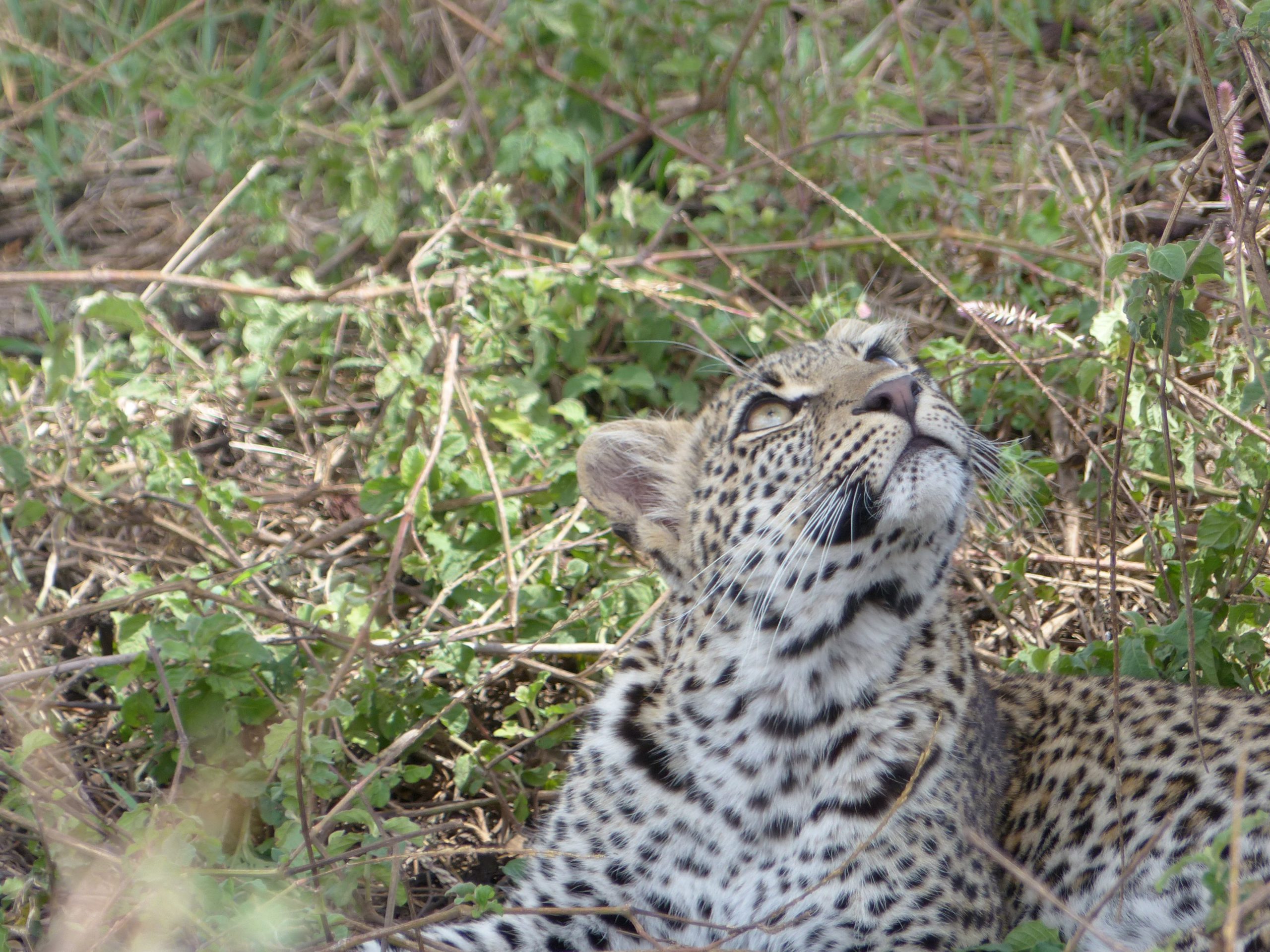 Léopard au Serengeti