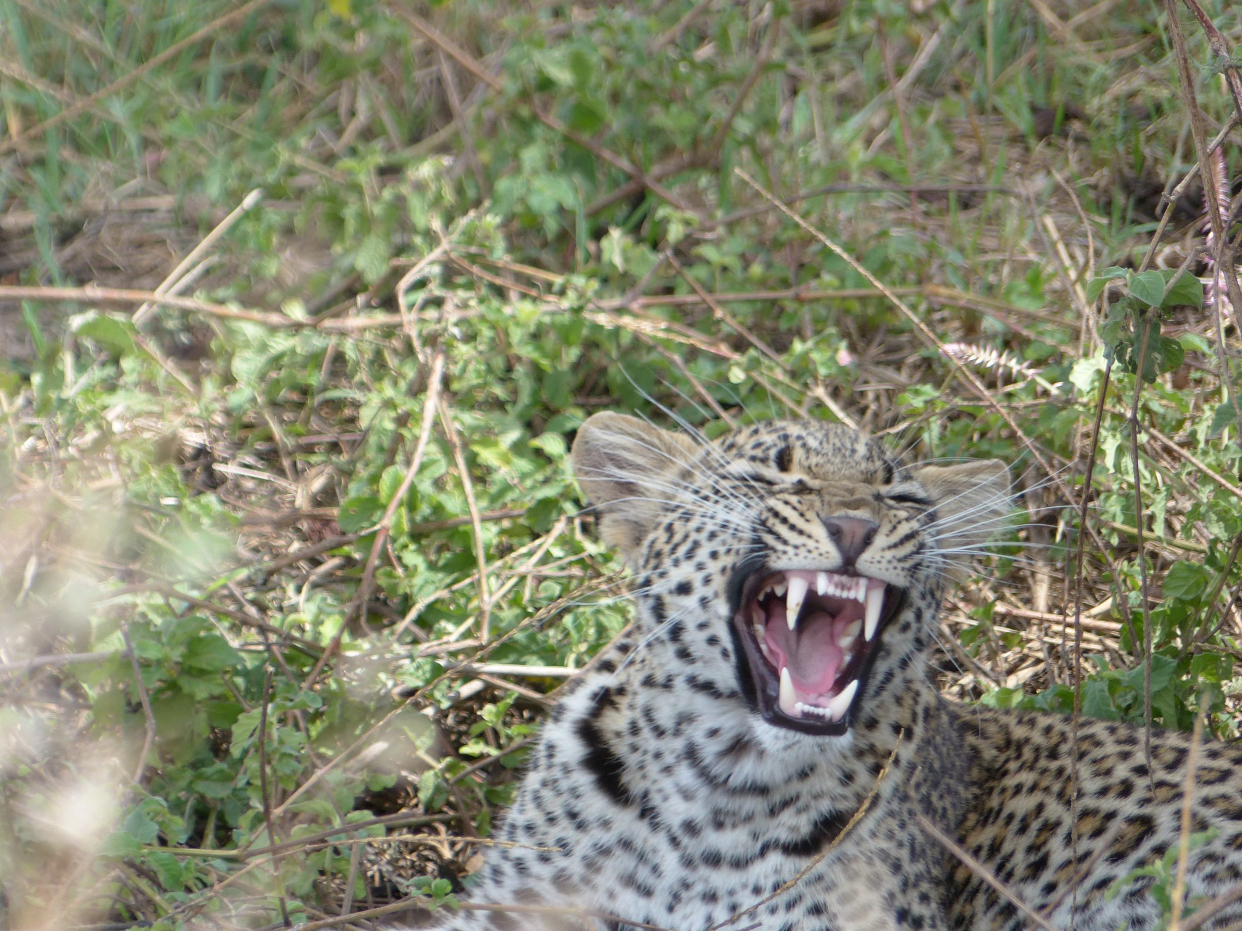 Léopard au Serengeti
