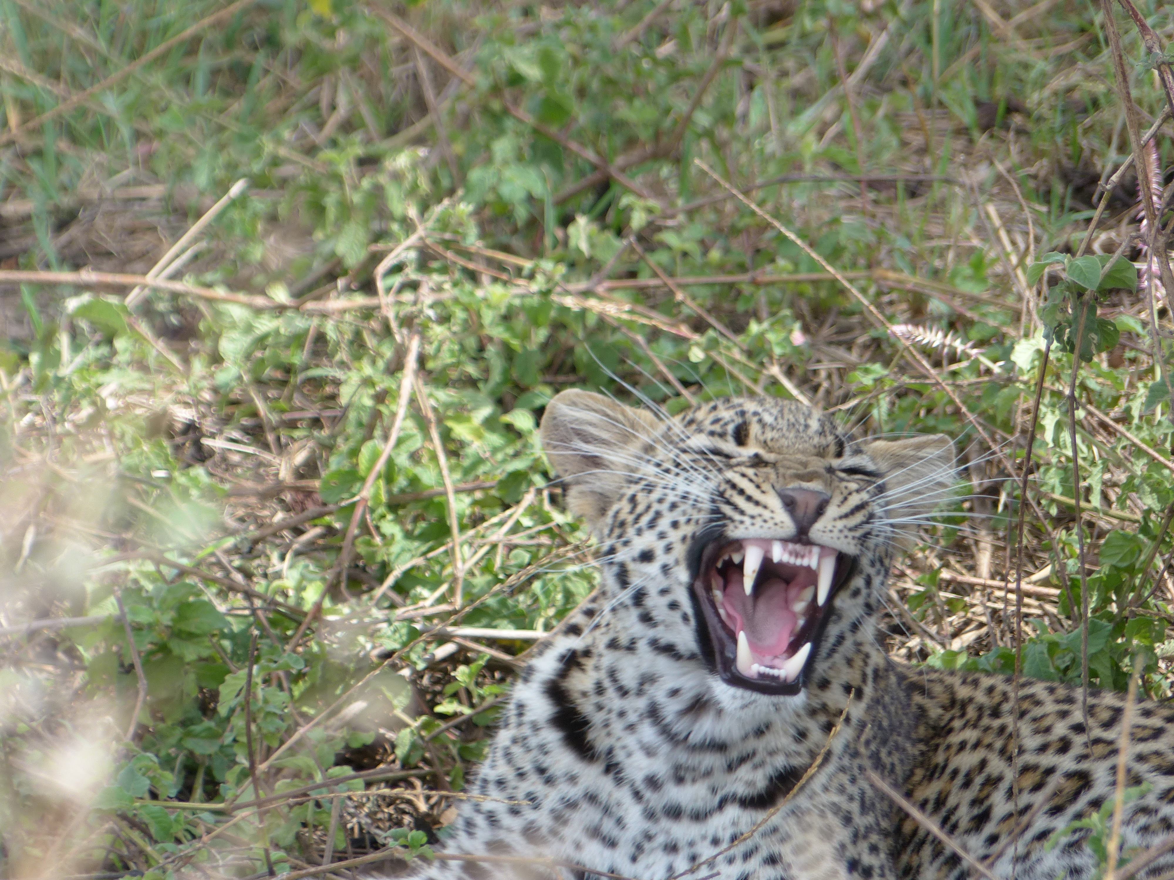 L├®opard au Serengeti