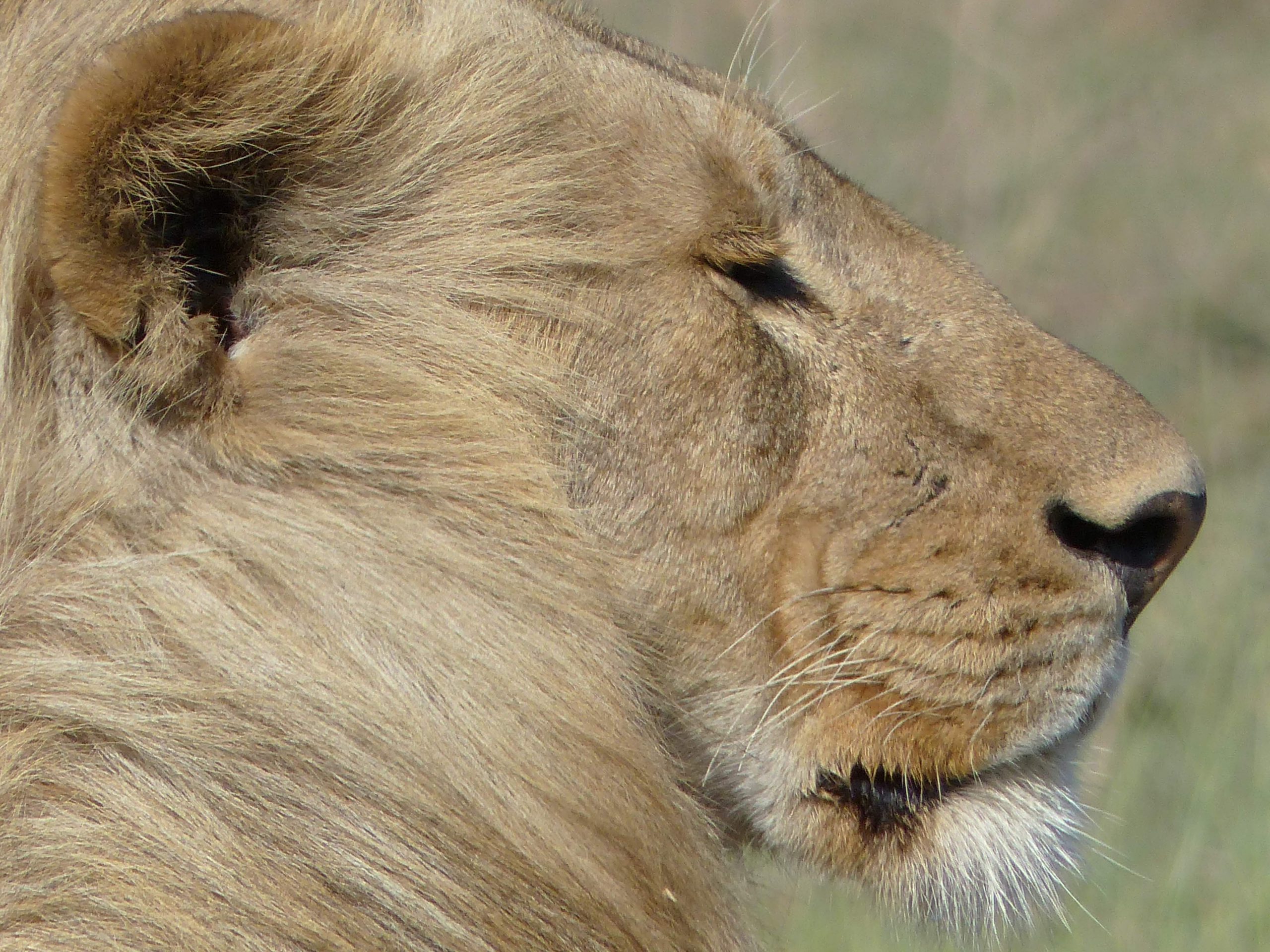 Lion au Serengeti