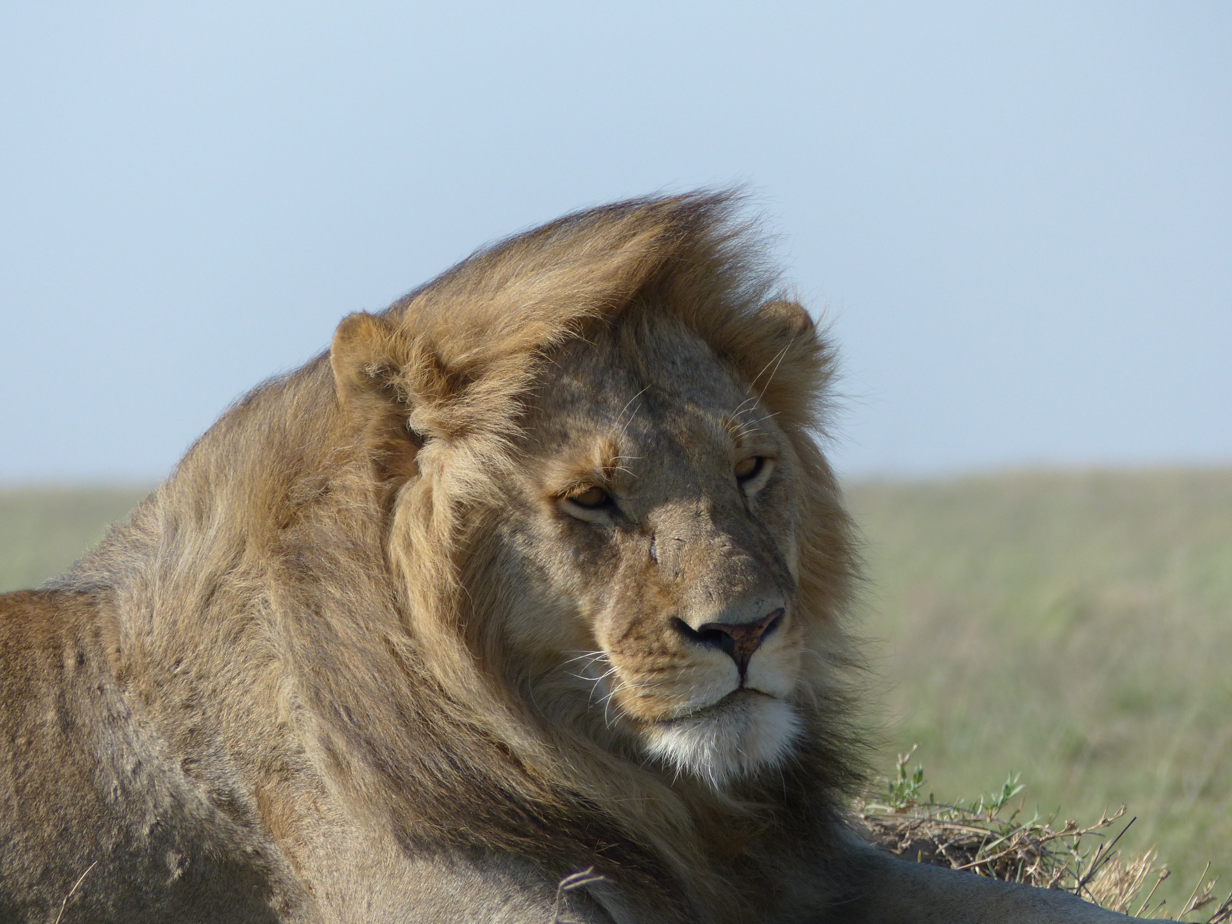 Lion au Serengeti