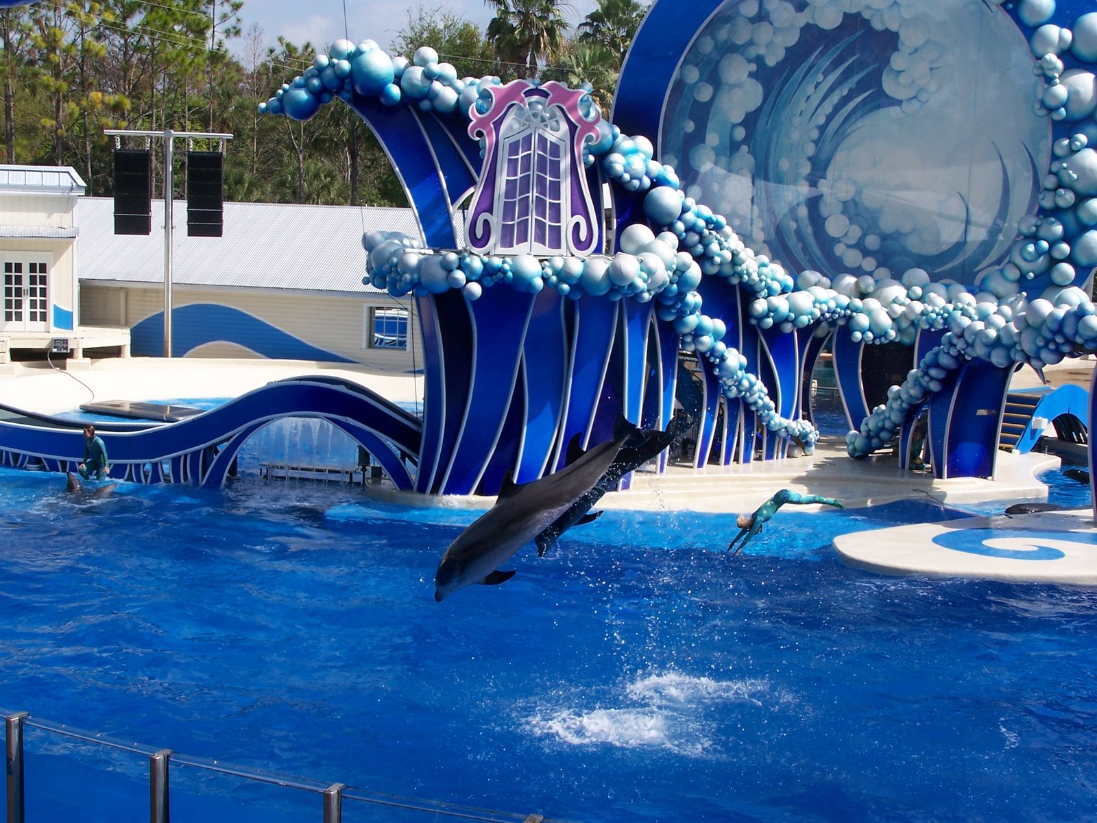 Blue Horizons : Sauts de dauphins et d'acrobates