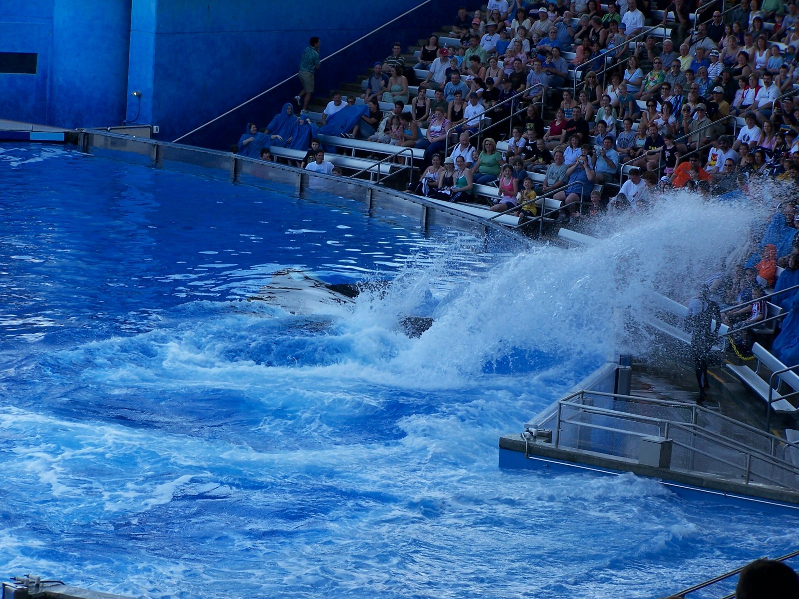 Shamu fait son entrée, remarquée !
