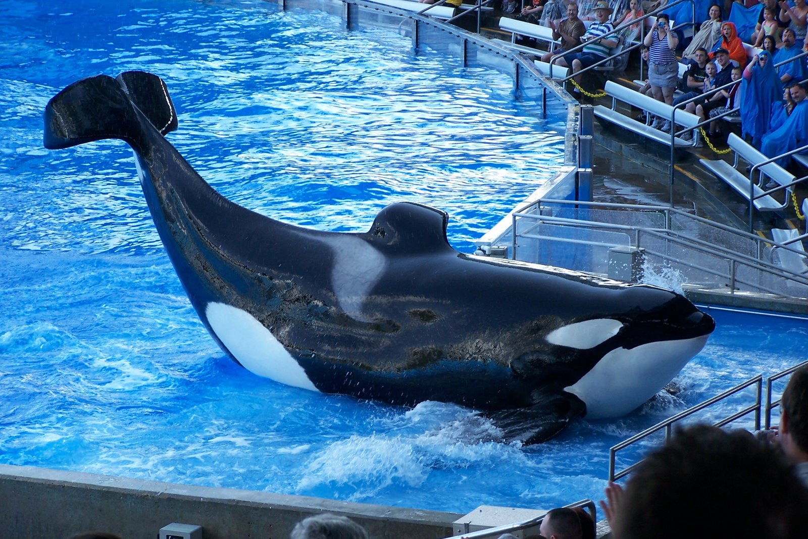 Shamu !
