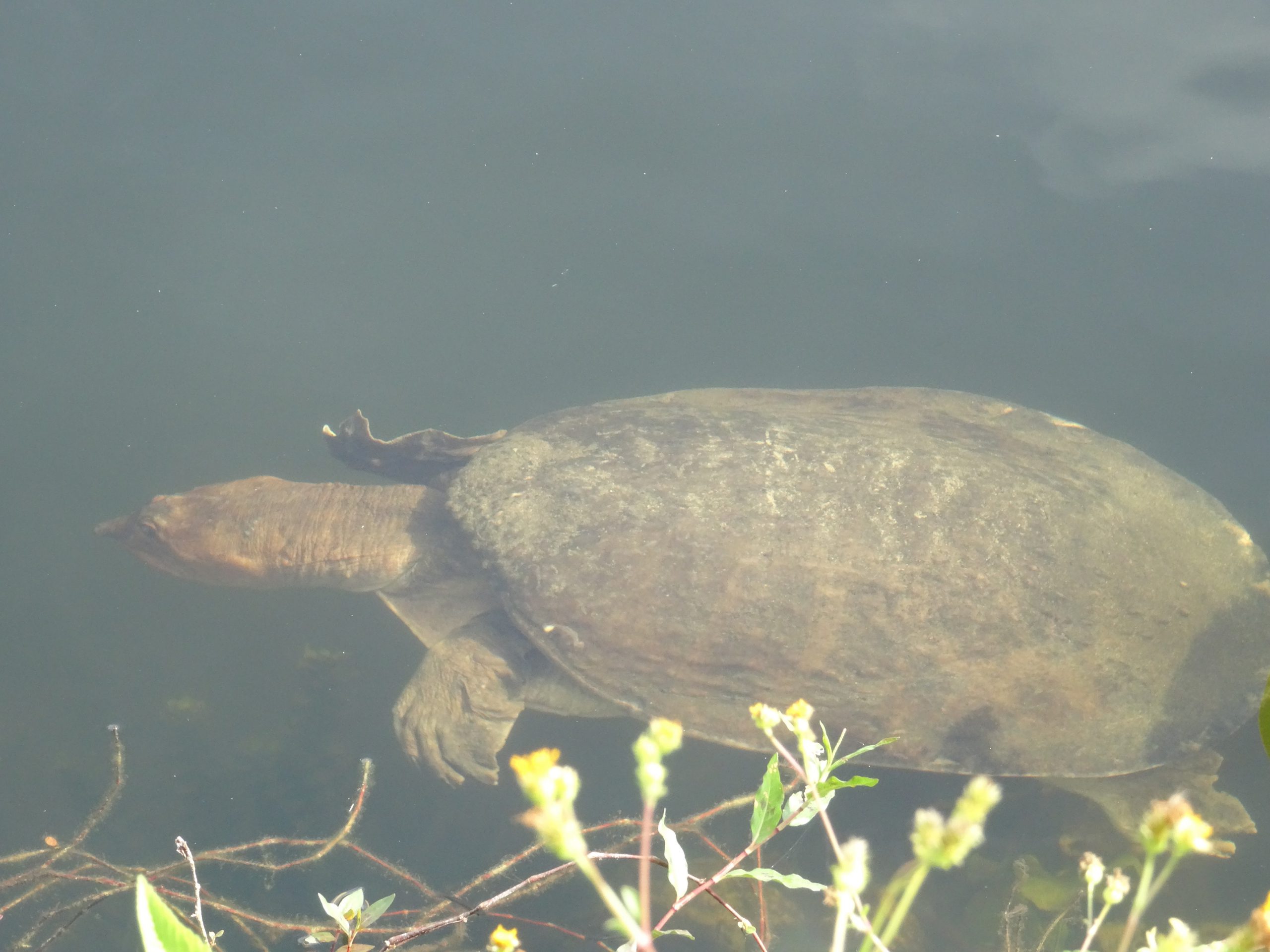 Everglades