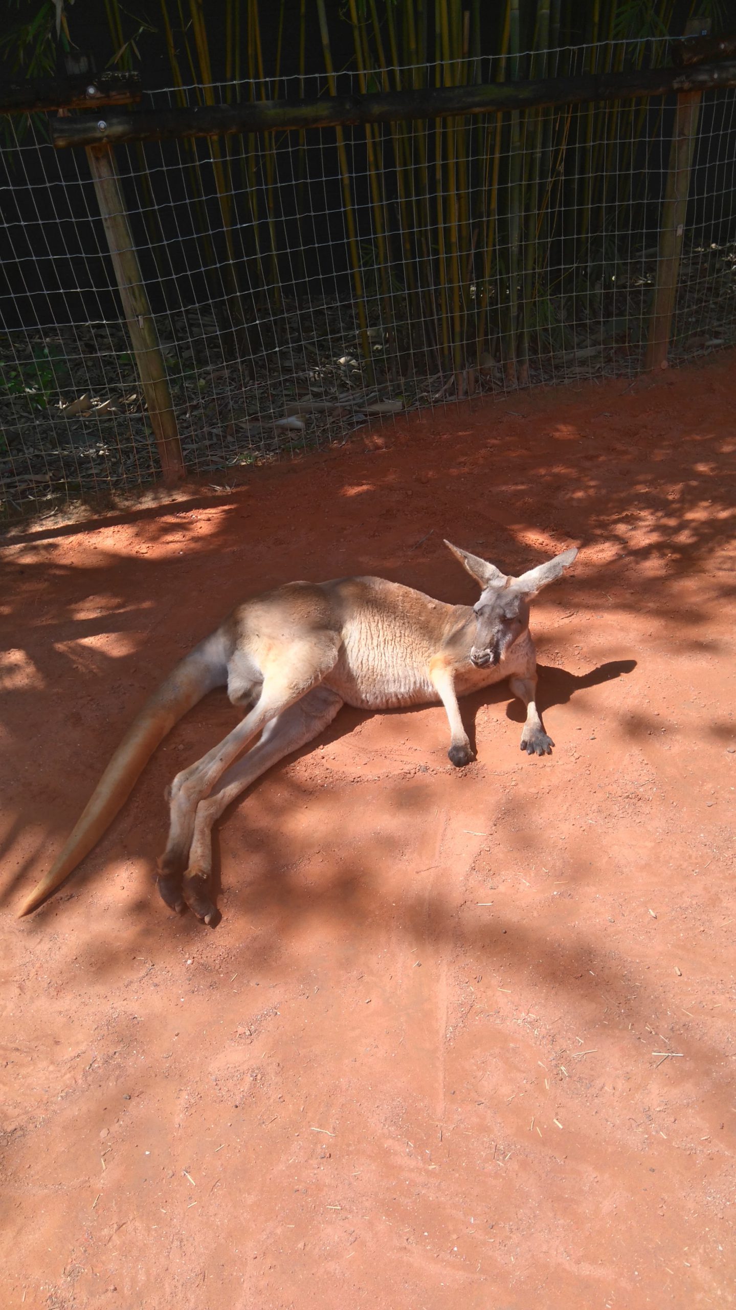 Busch Gardens