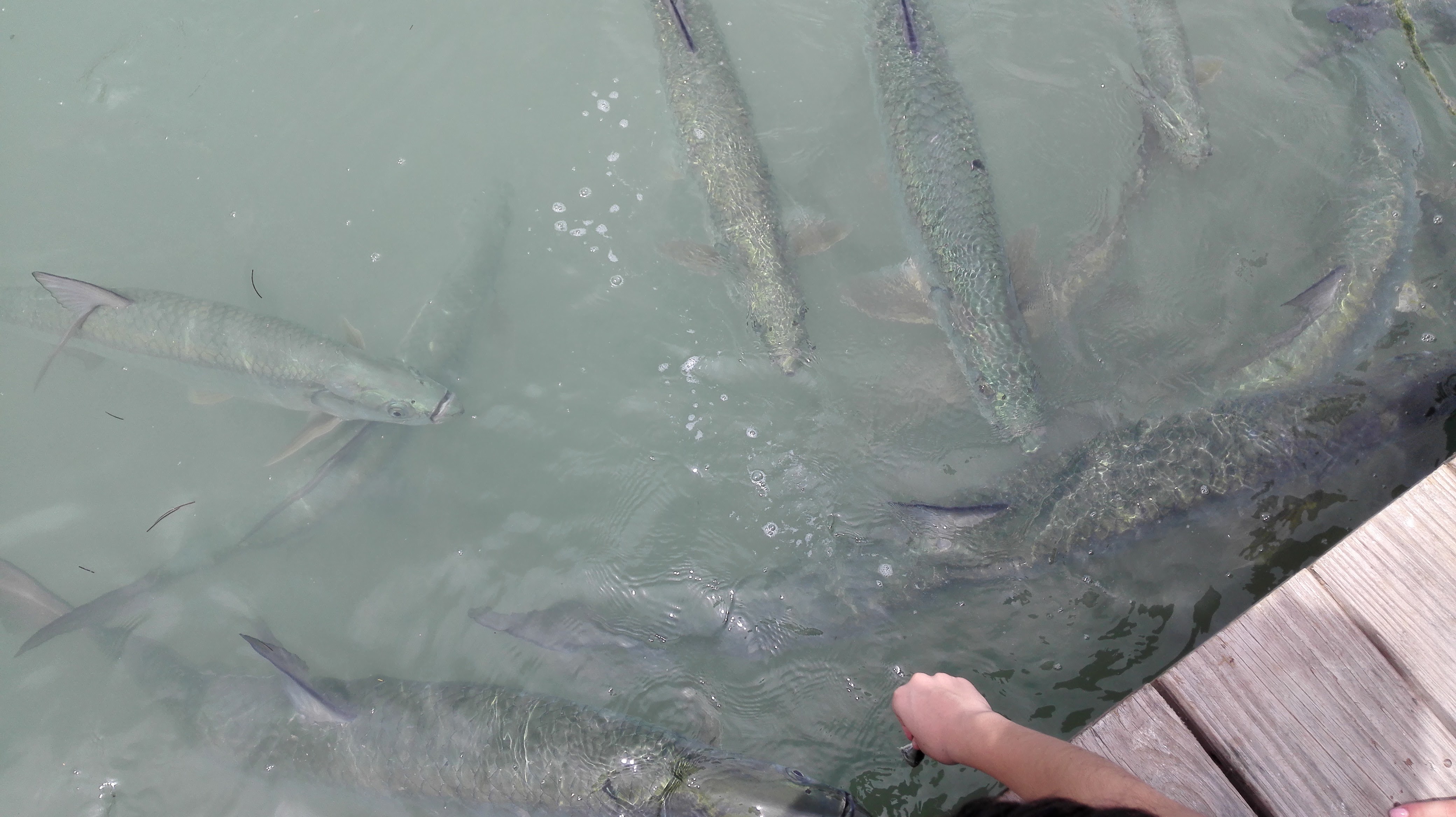 Tarpons à Islamorada