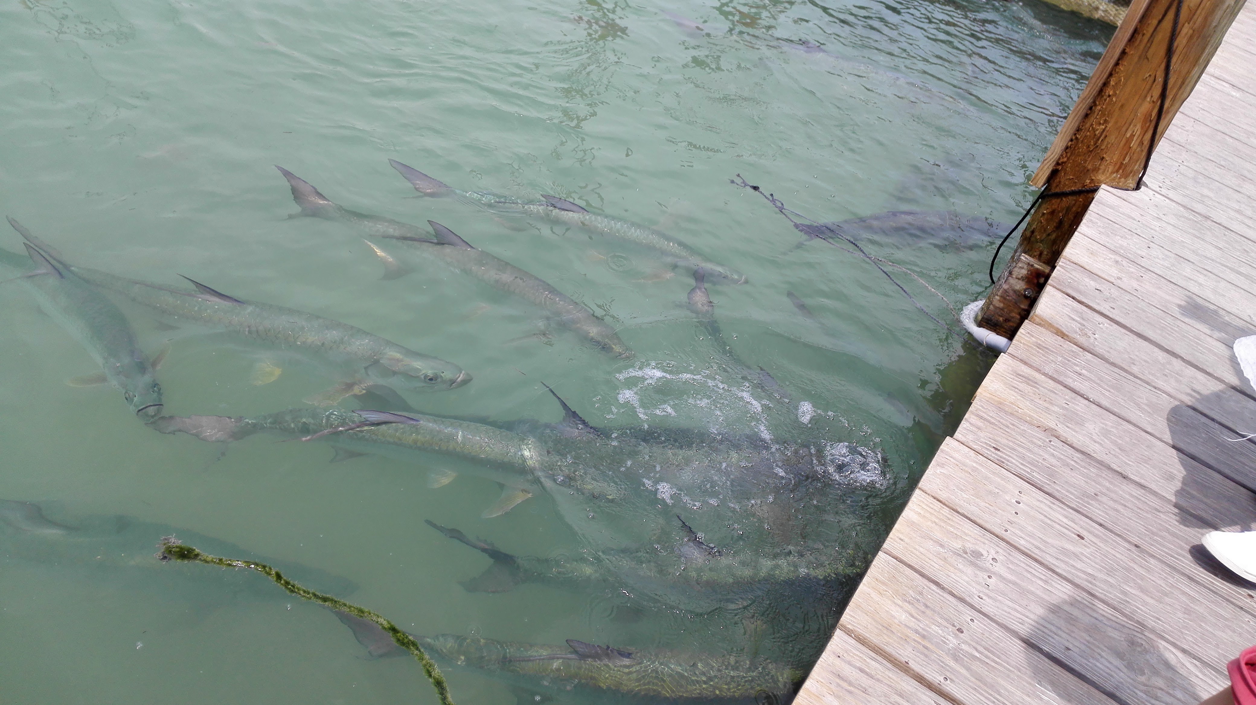 Tarpons à Islamorada