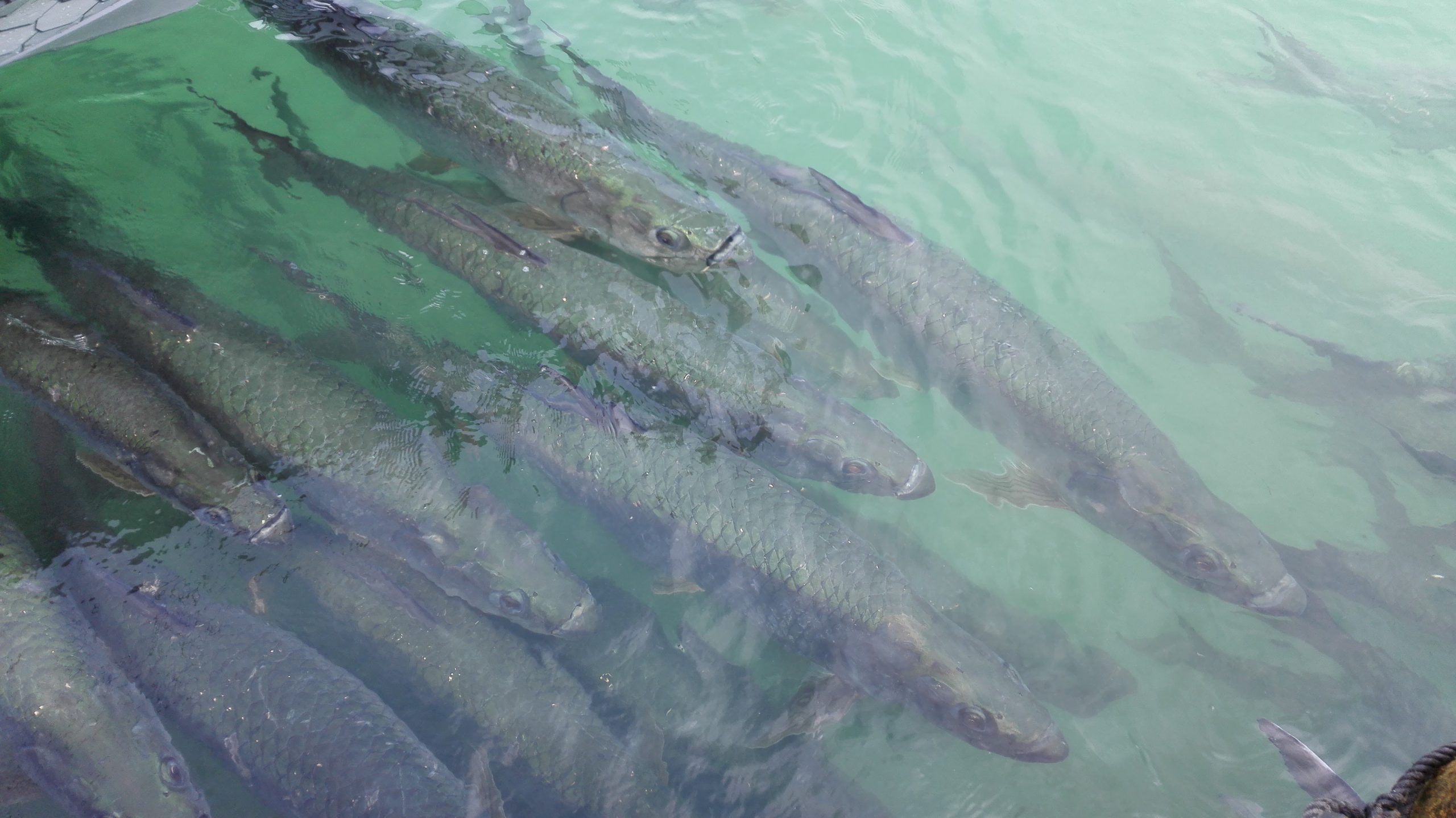 Tarpons à Islamorada