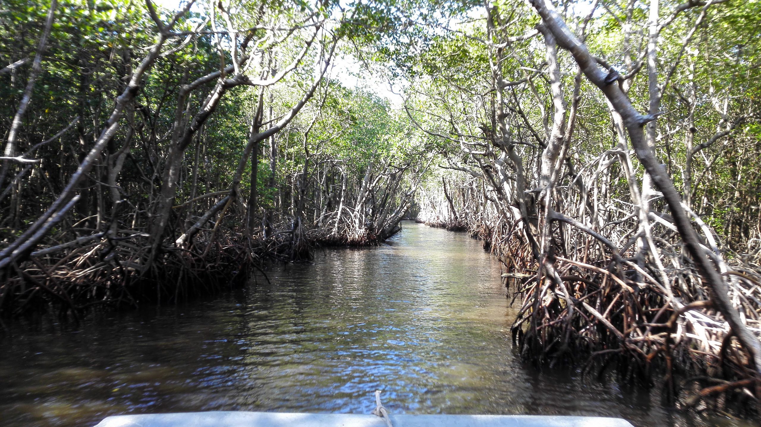 Everglades
