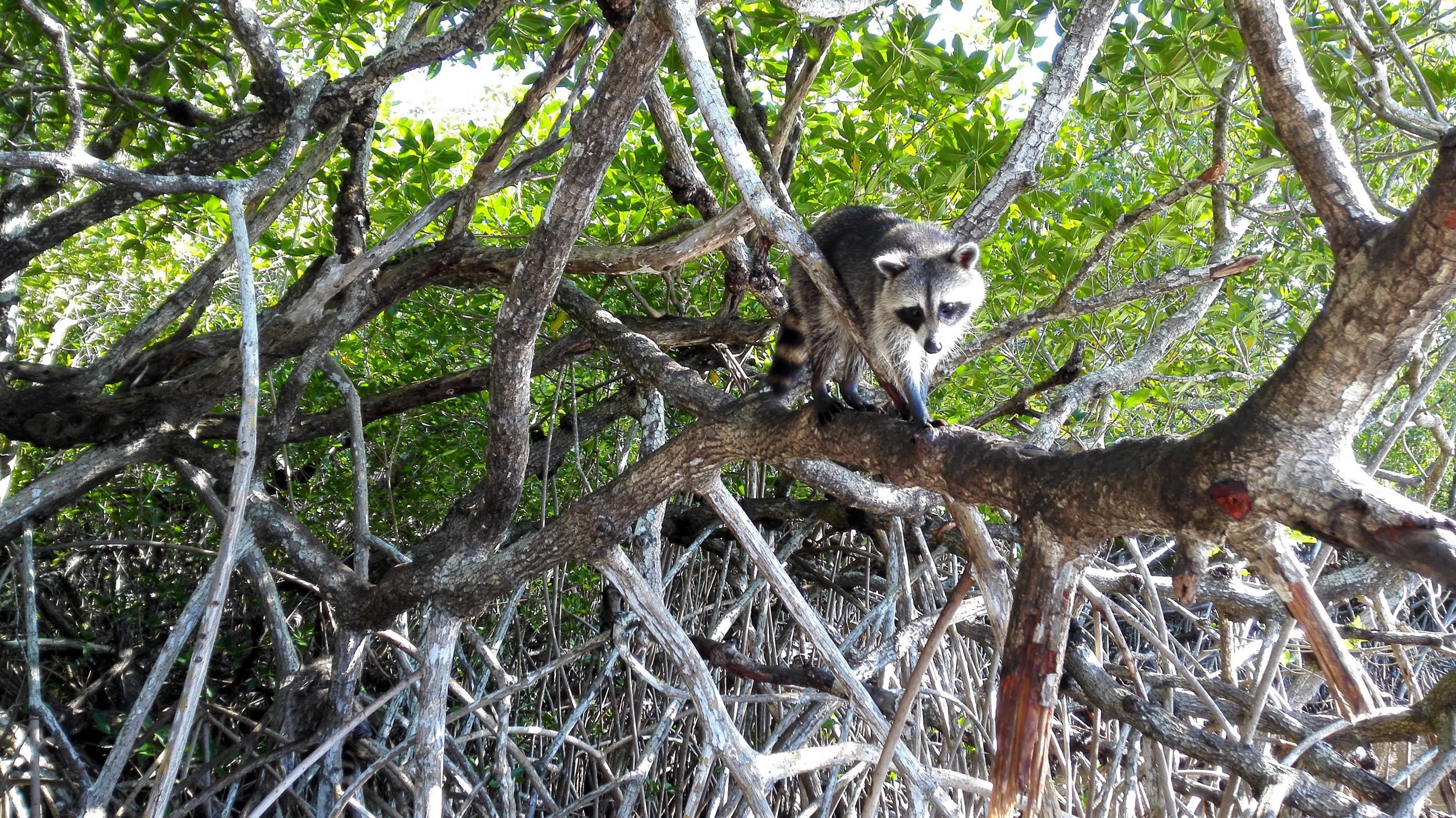 Everglades