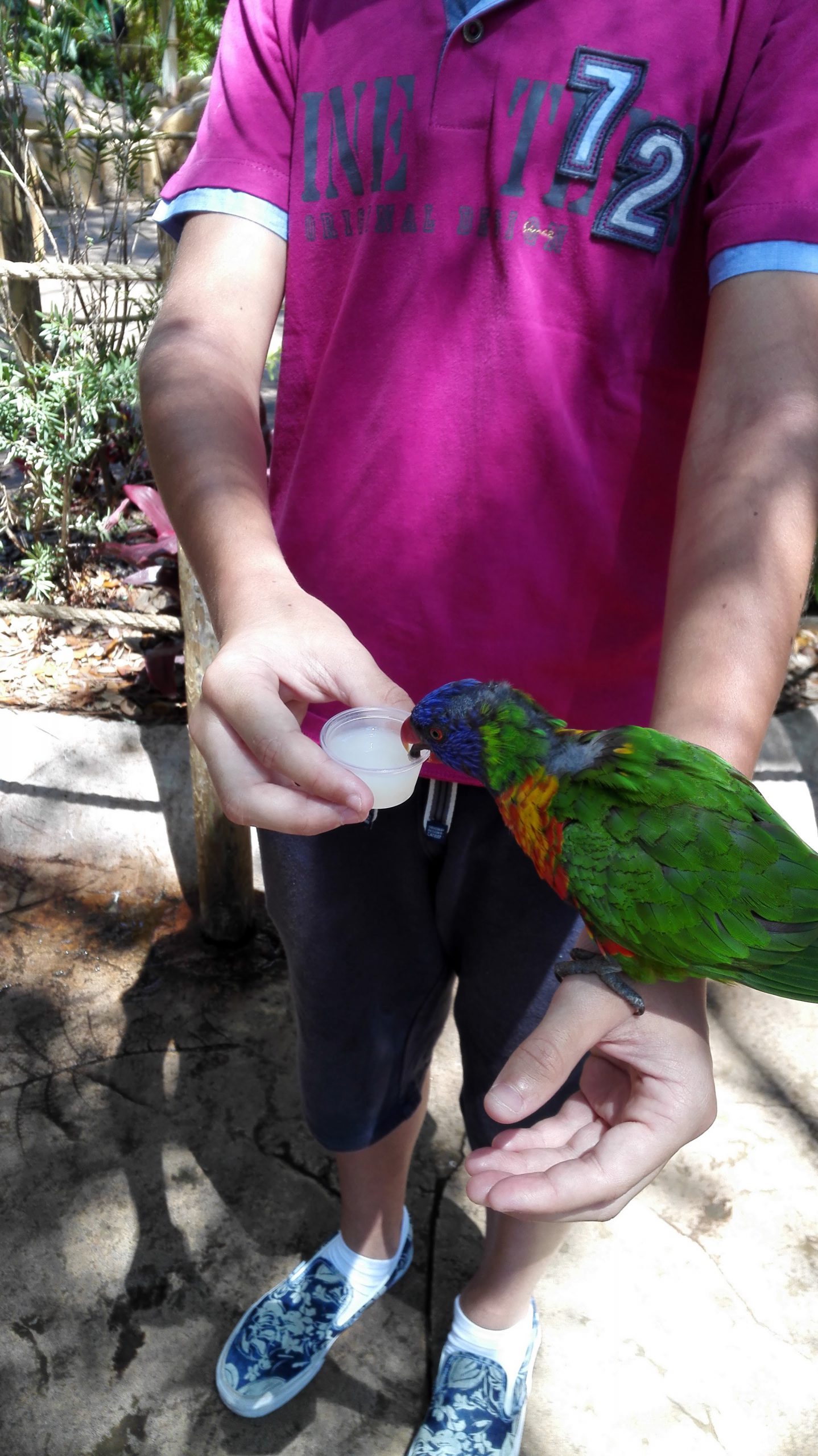 Busch Gardens